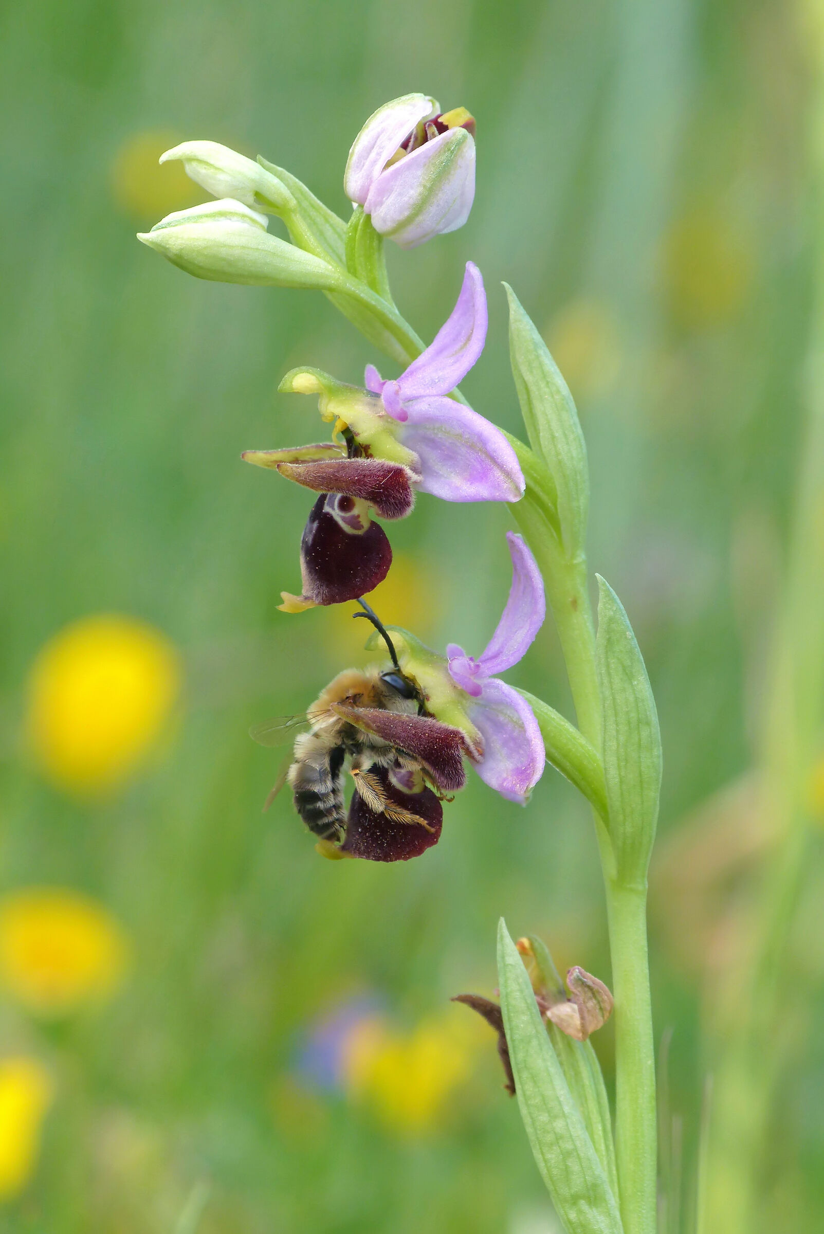 Ophrys oestrifera subsp. montis-gargani