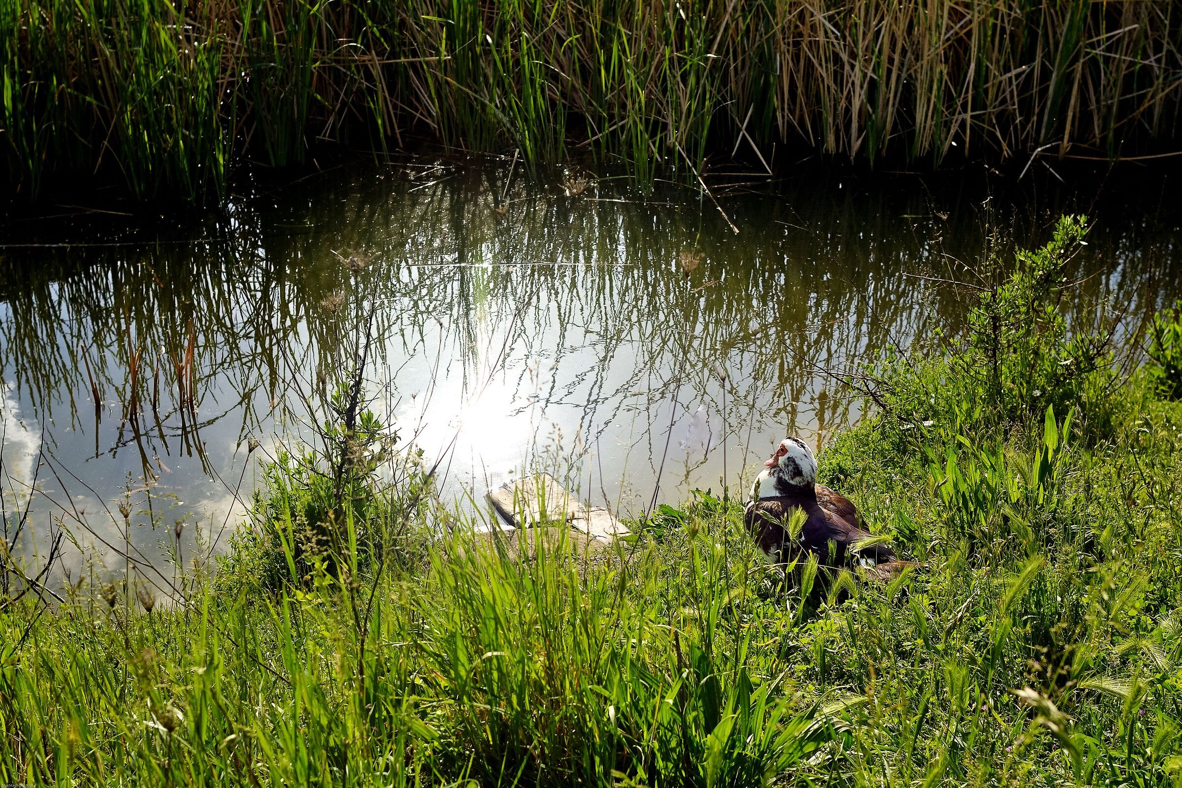 la Signora dello stagno