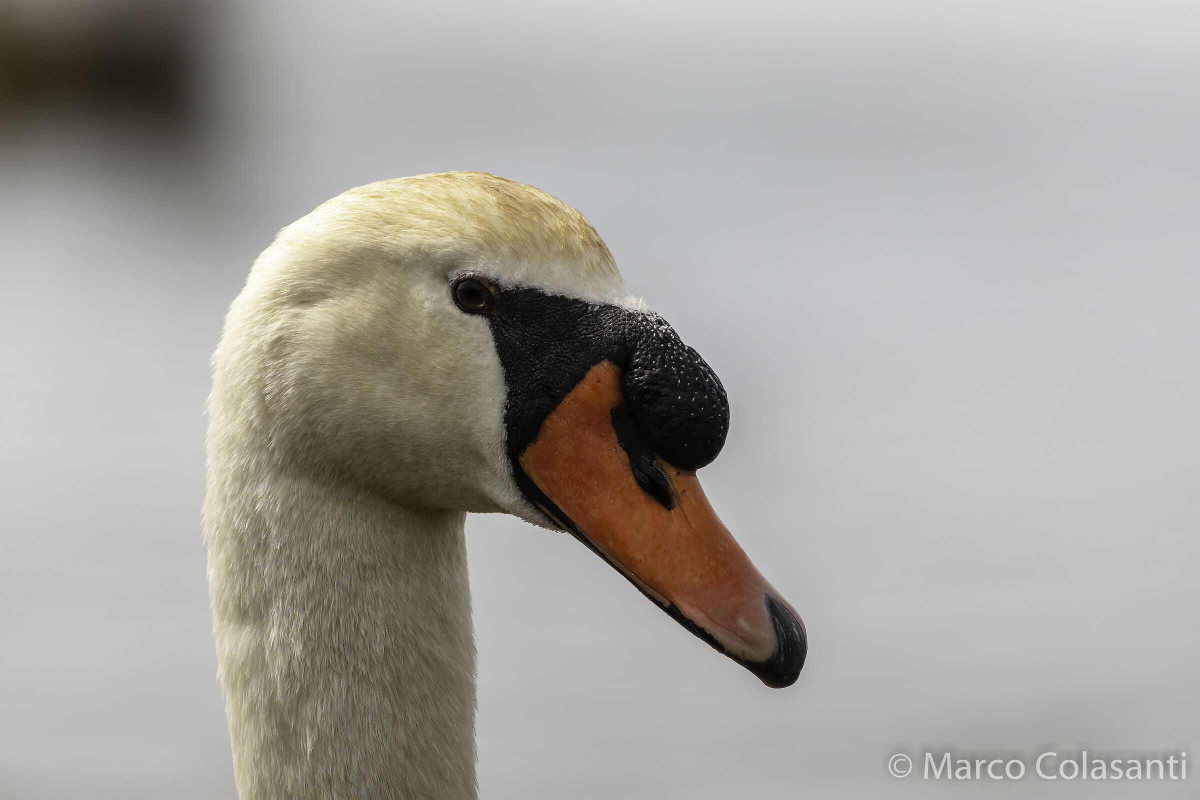 ritratto di cigno