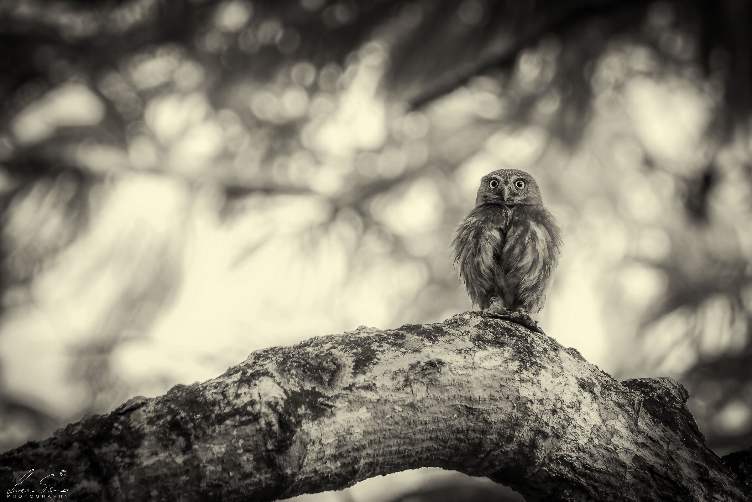 Glaucidium brasilianum