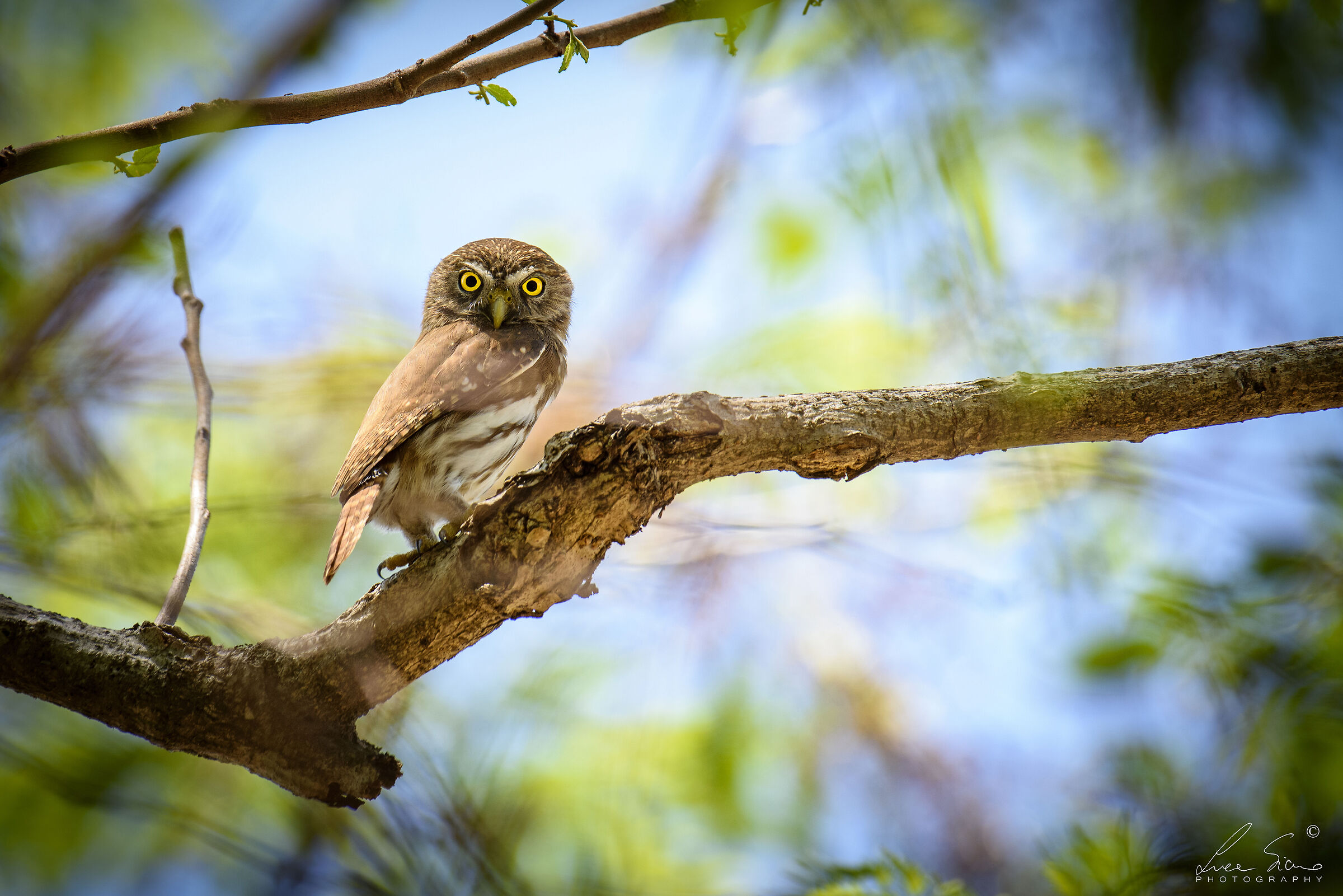 Glaucidium brasilianum