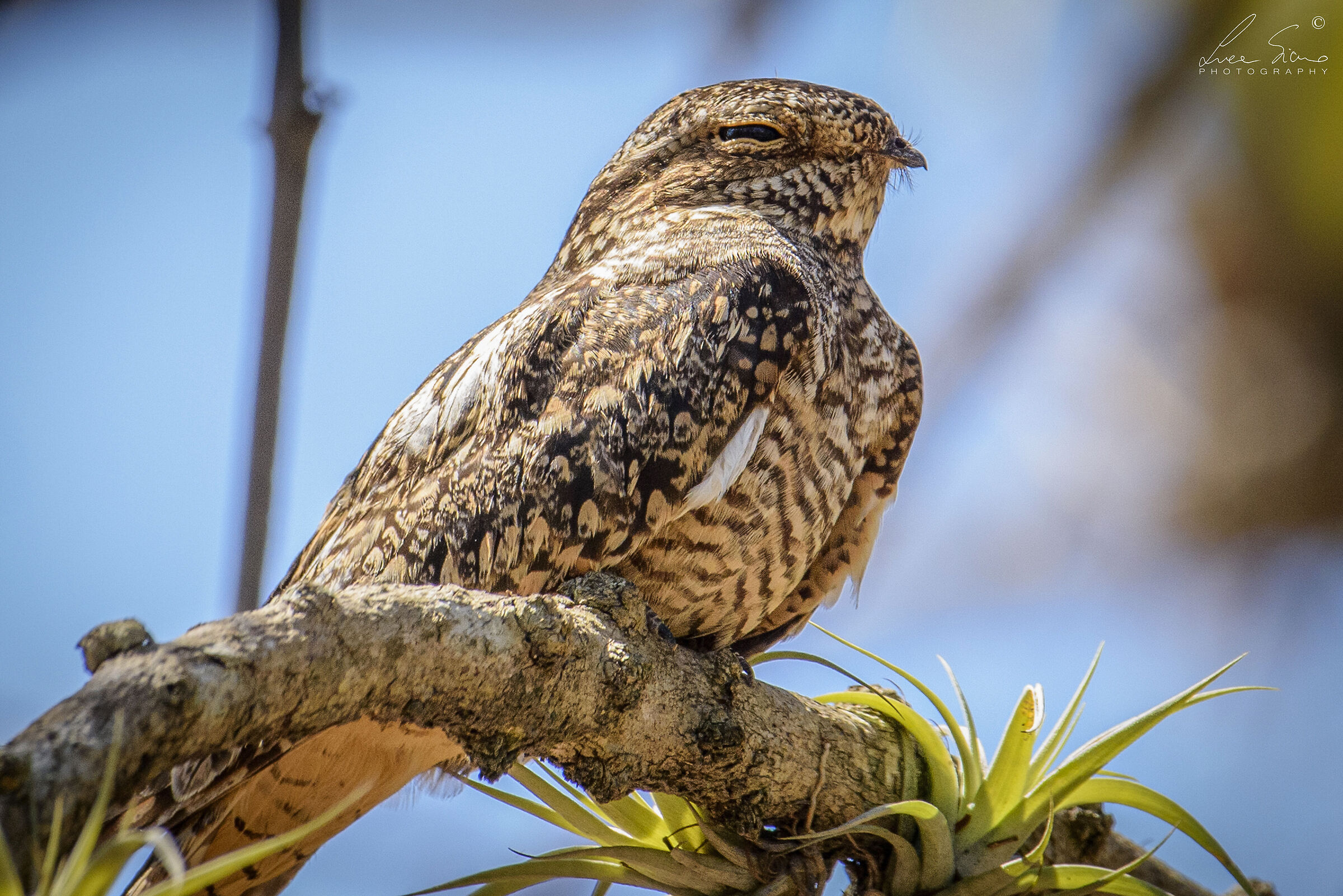 Chordeiles acutipennis