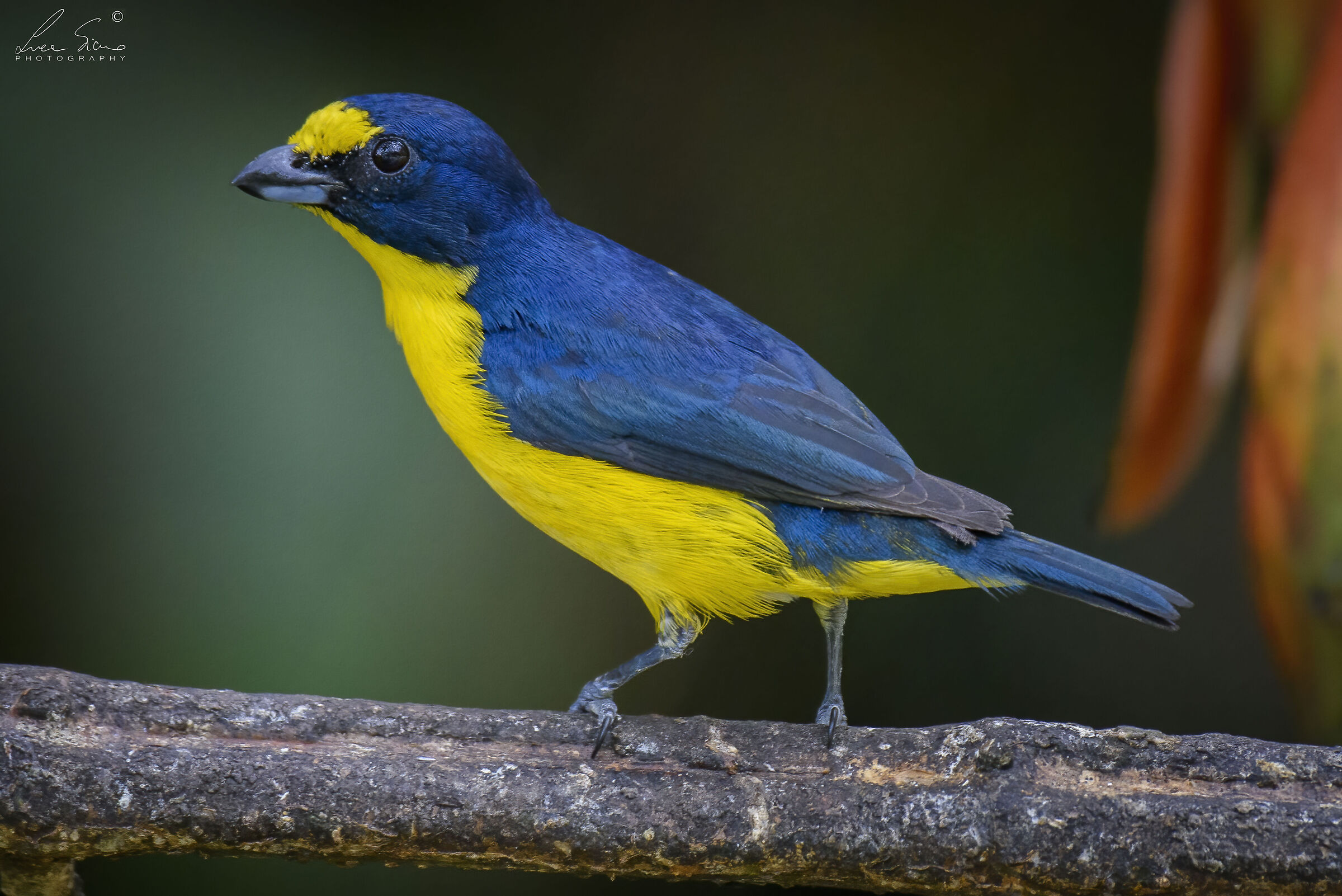 Euphonia hirundinacea