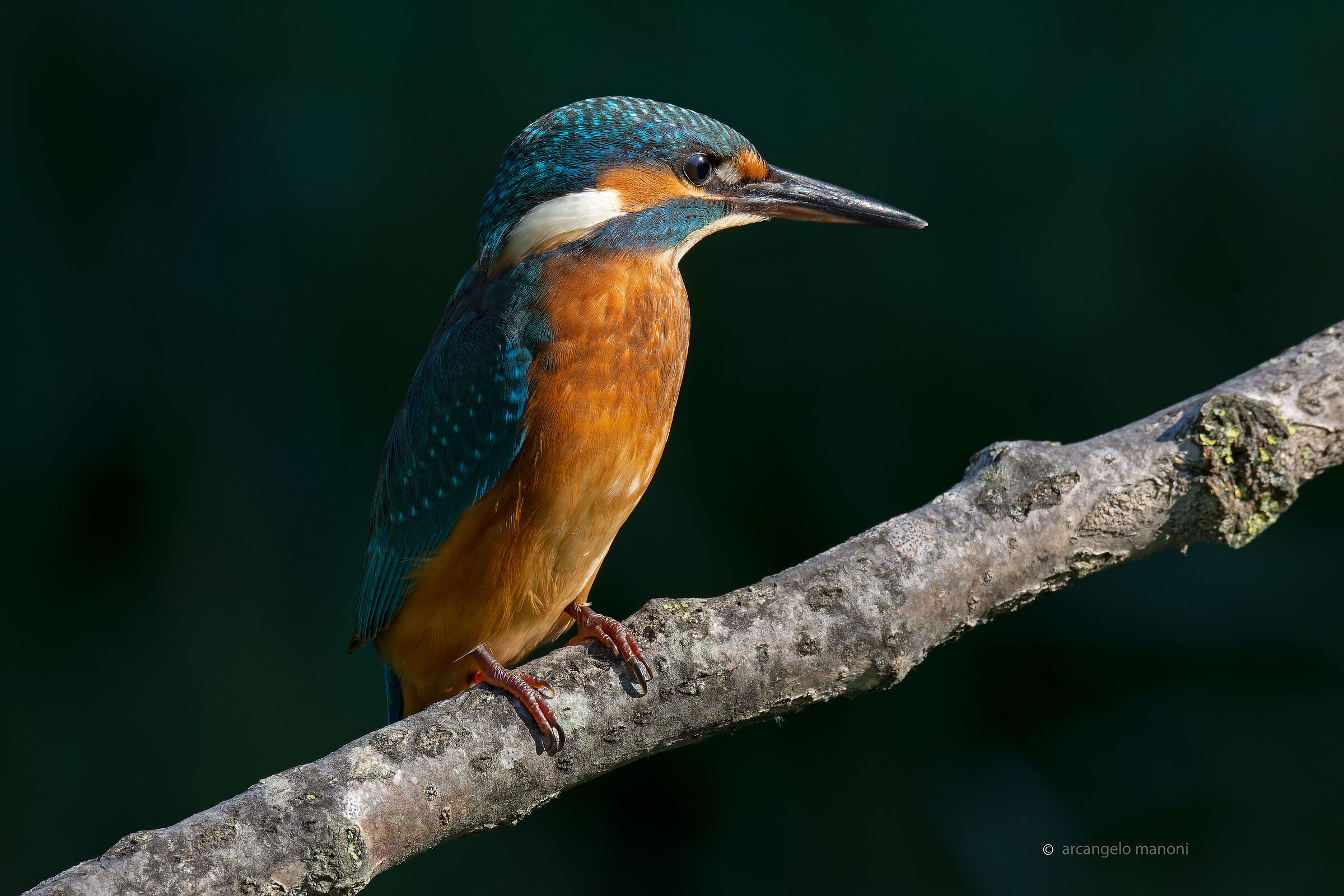 Luci ed ombre sul martino