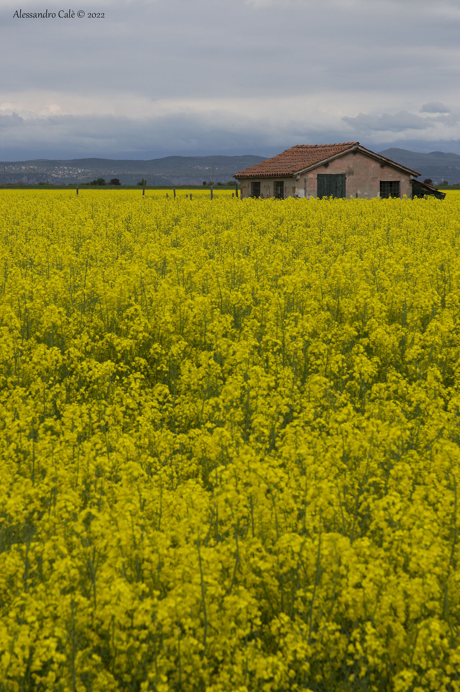 The house in the rapeseed 3482