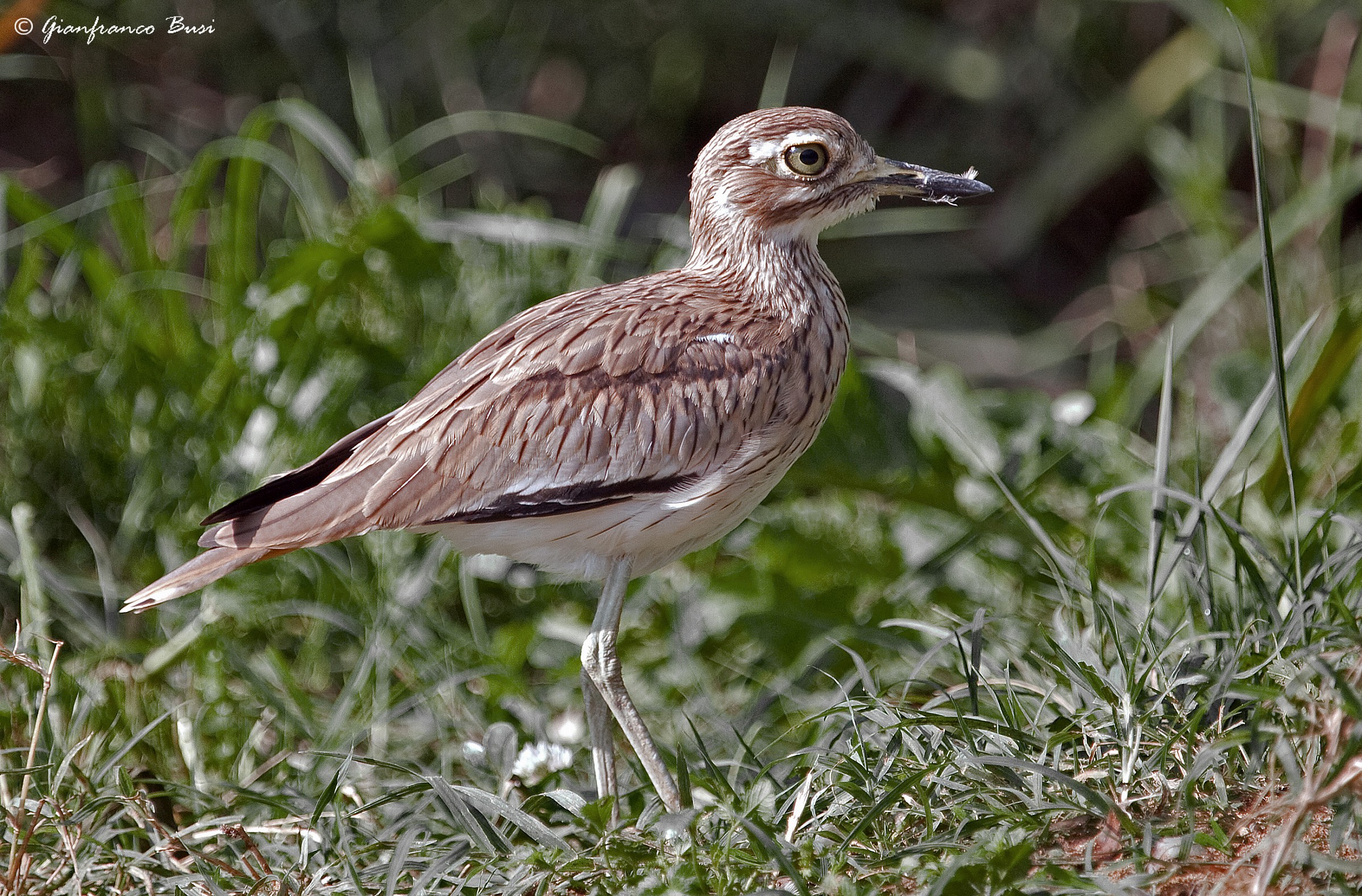 occhione - burhinus oedicnemus