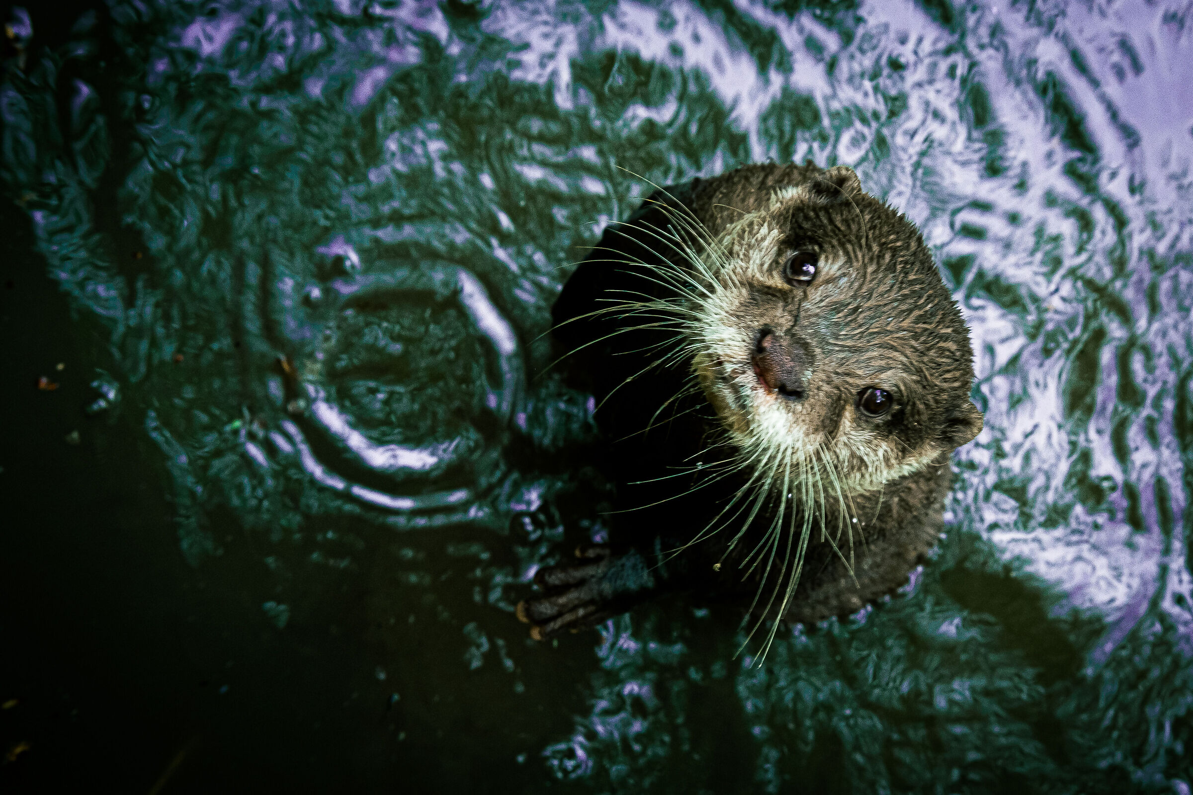 Do you have any food, by any chance?