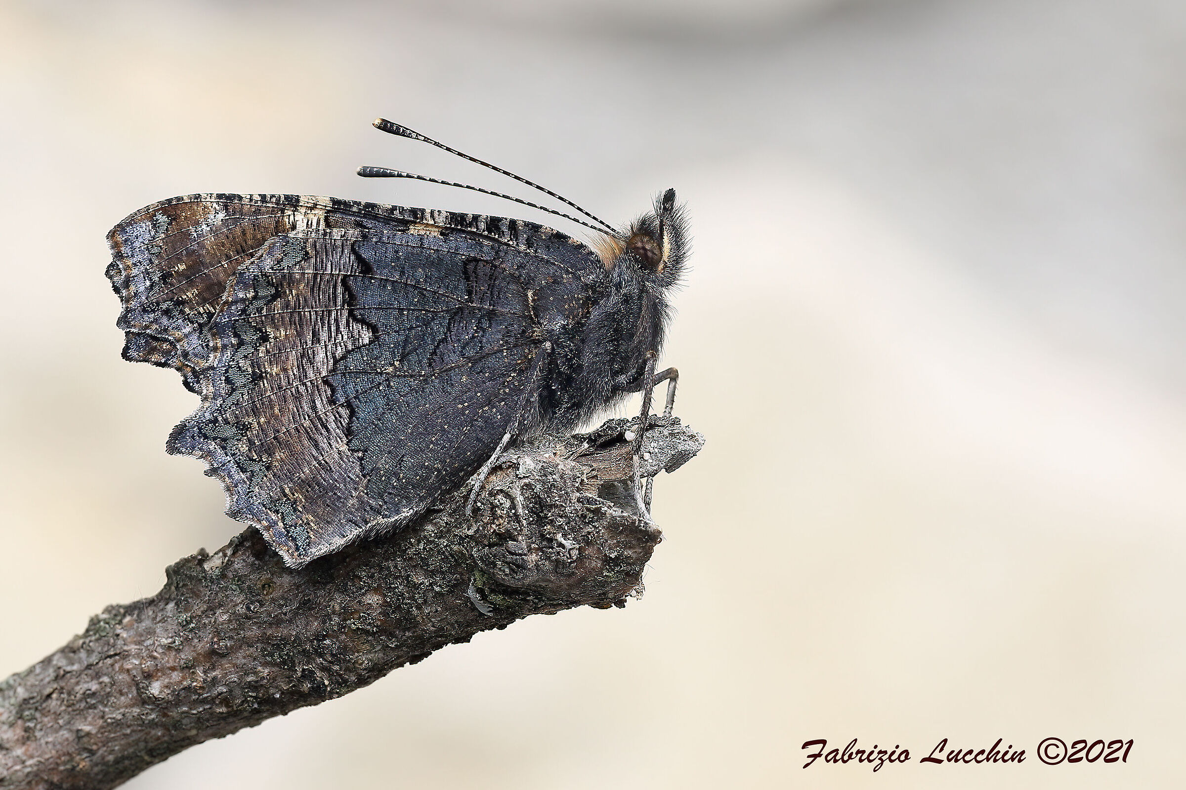 Vanessa dell'ortica (Aglais urticae)
