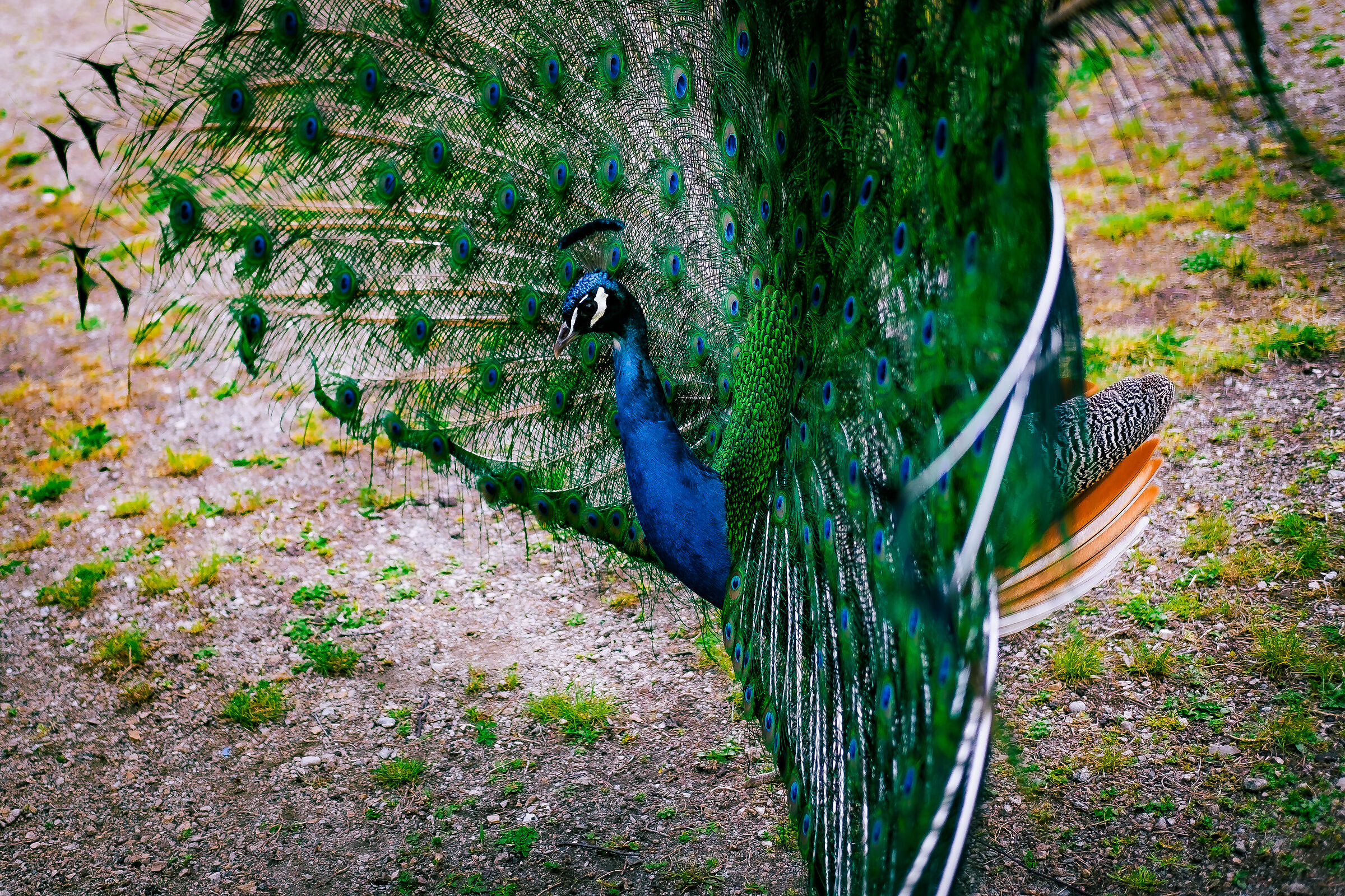So' fig, so' beautiful, so' peacock
