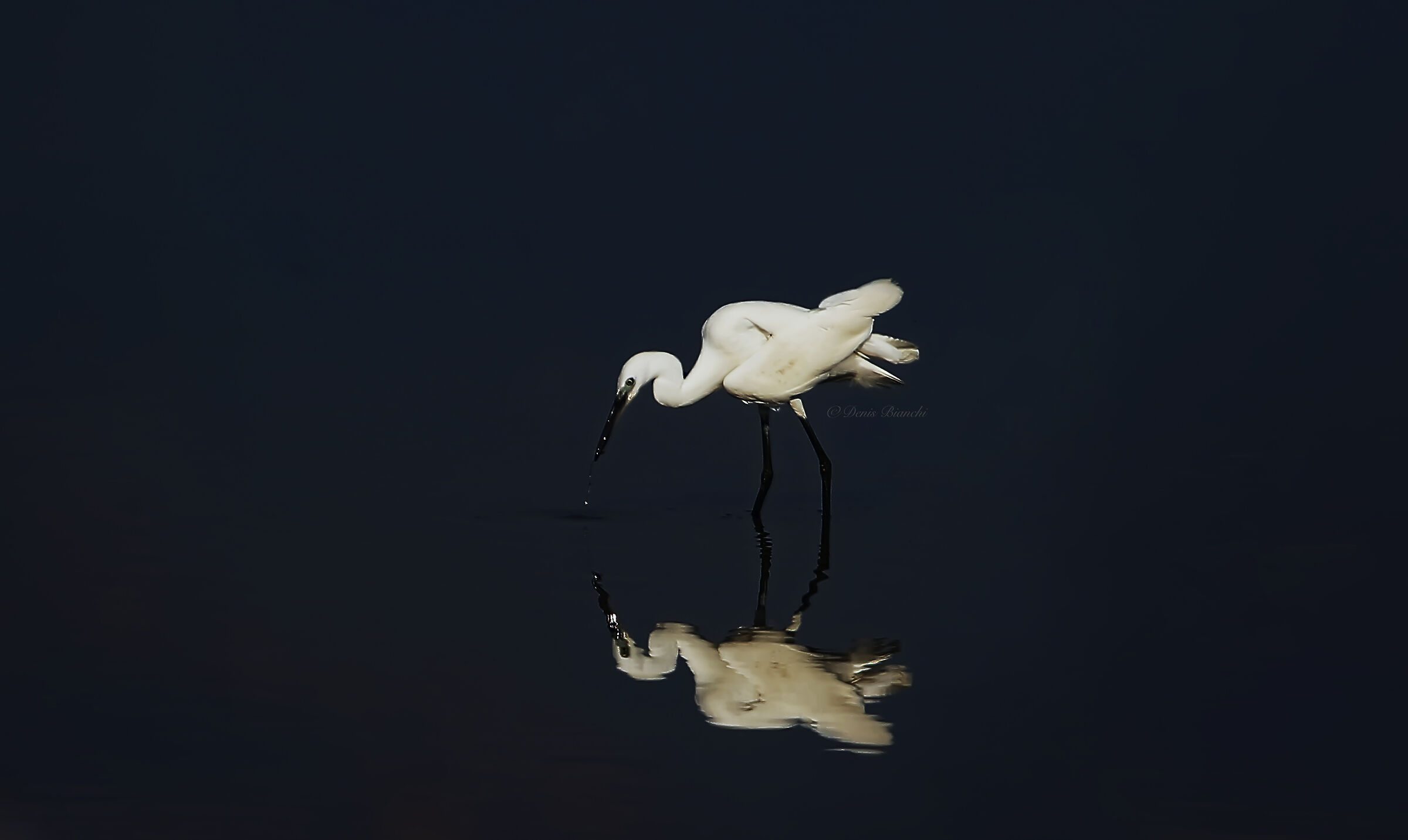 Egret