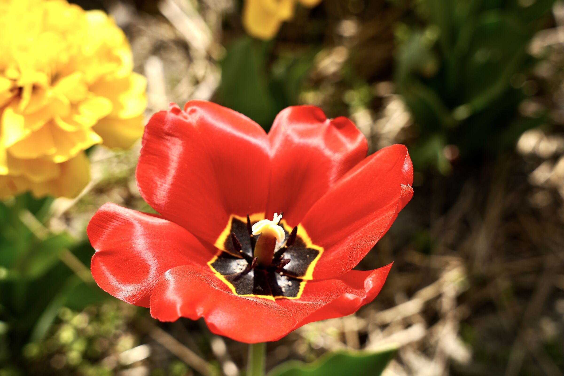 Red tulip