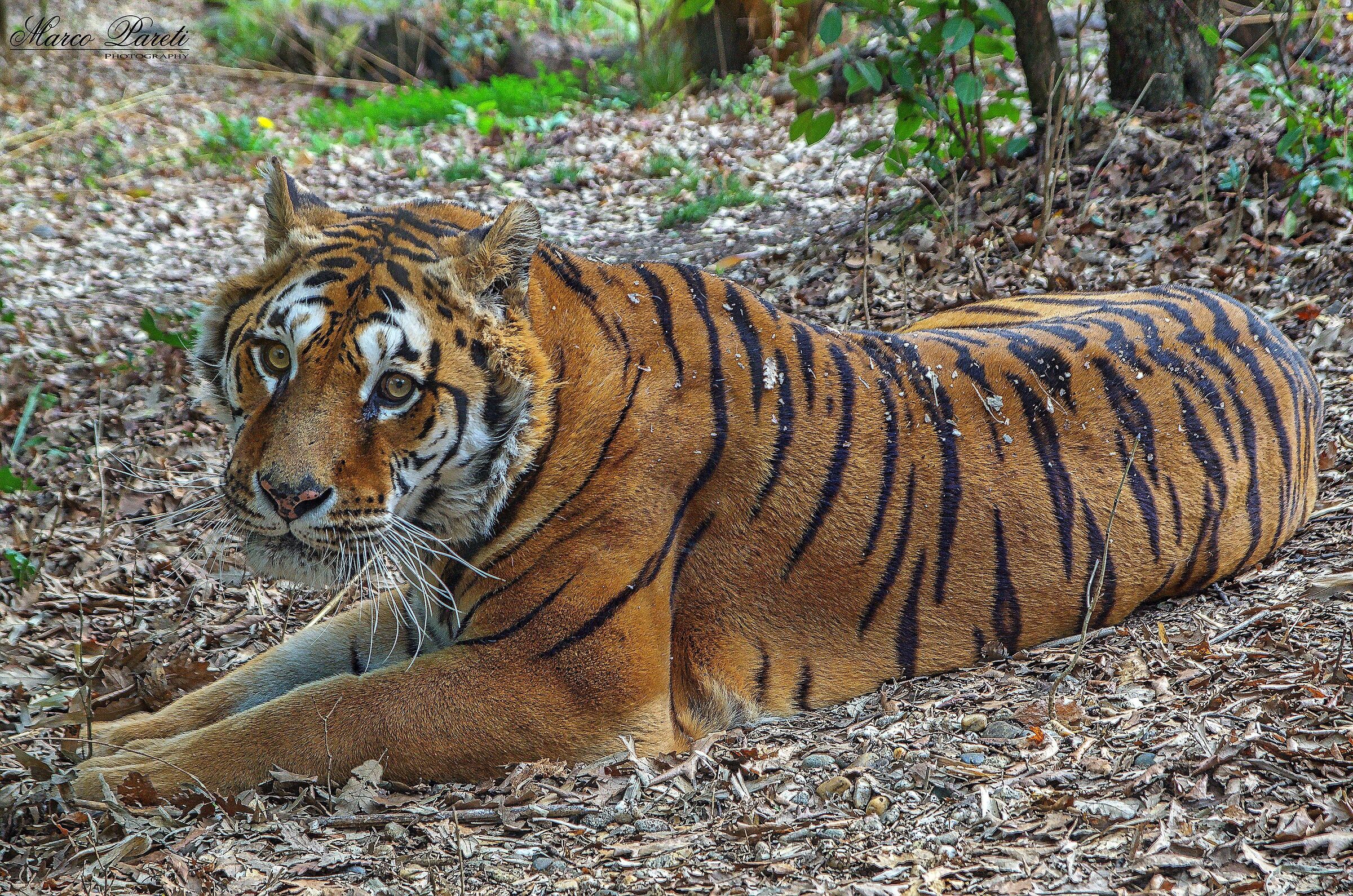 Eye of the tiger ... although a bit sad!!!