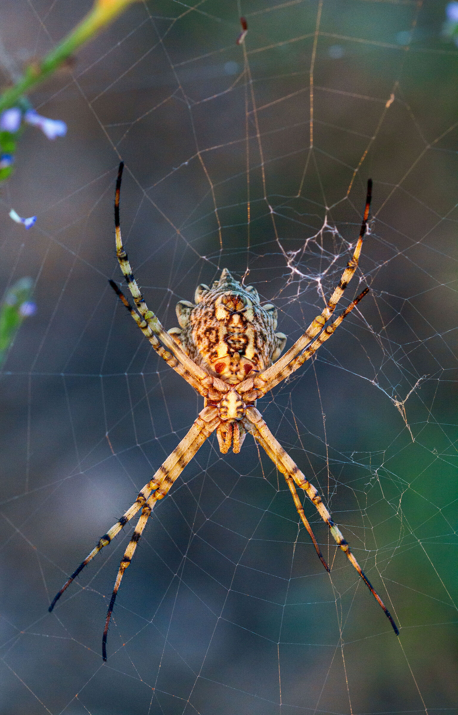 Argiope lobata