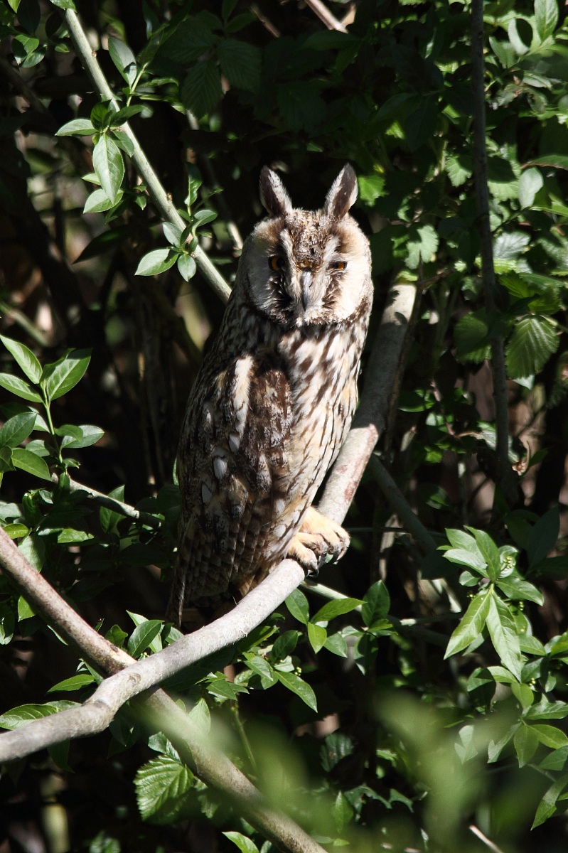 screech owl