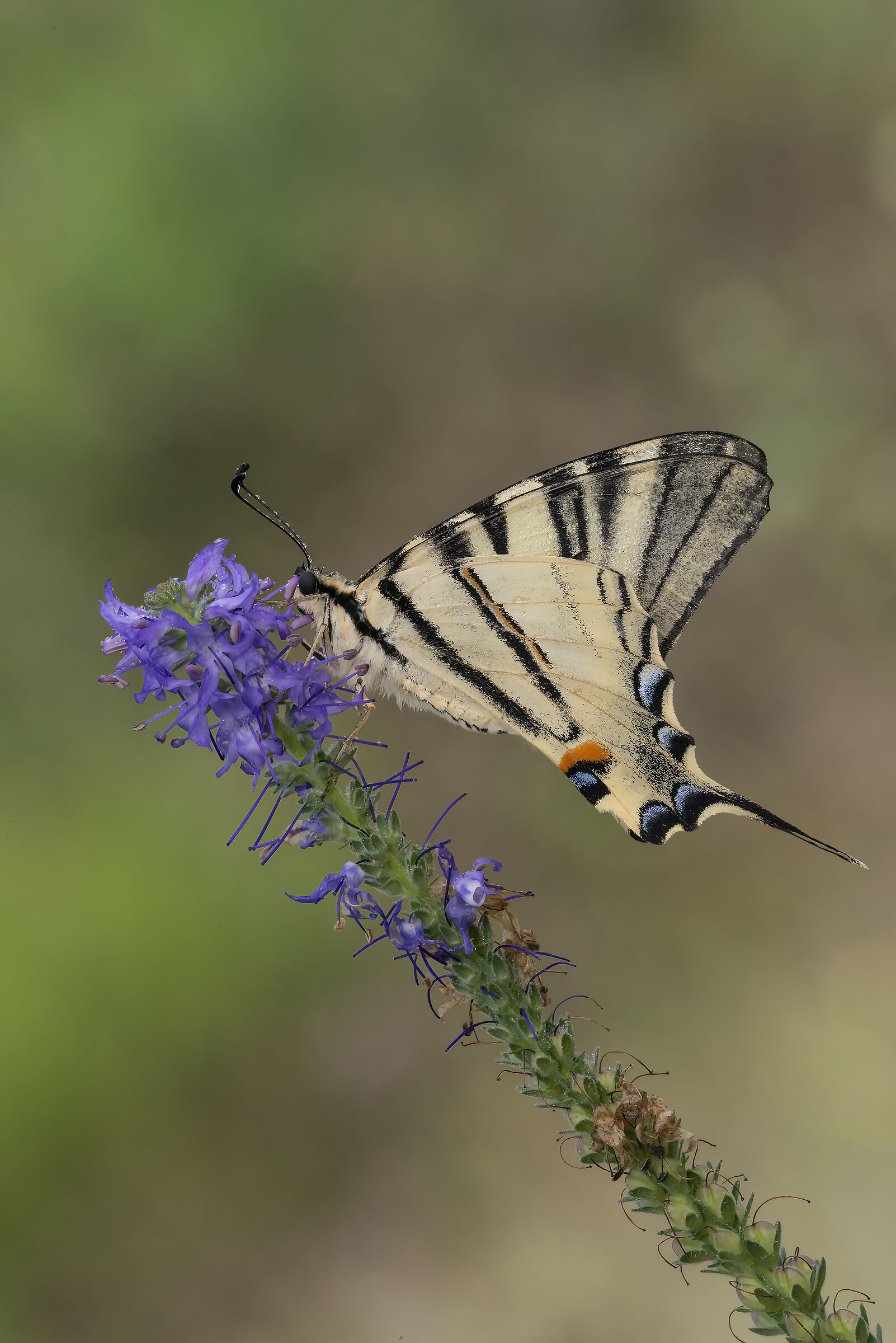 Iphiclides podalirius