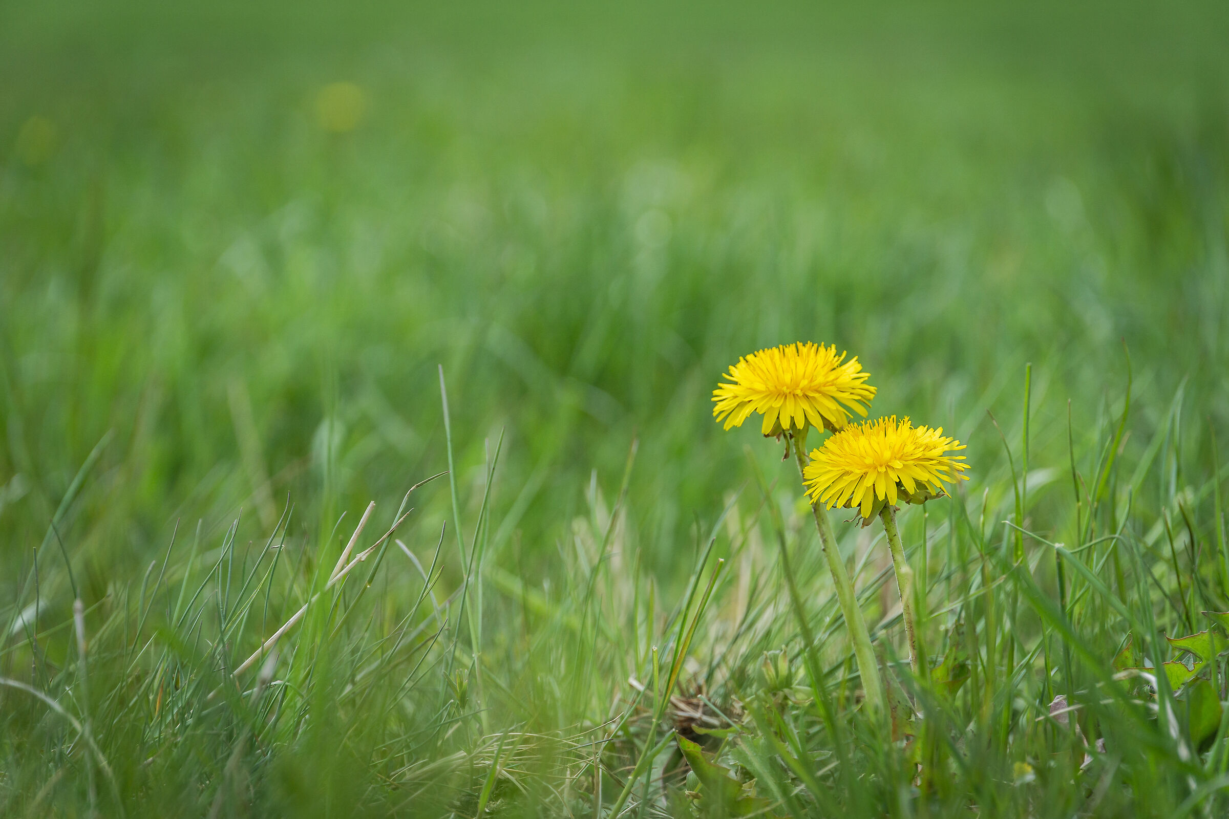Fiori