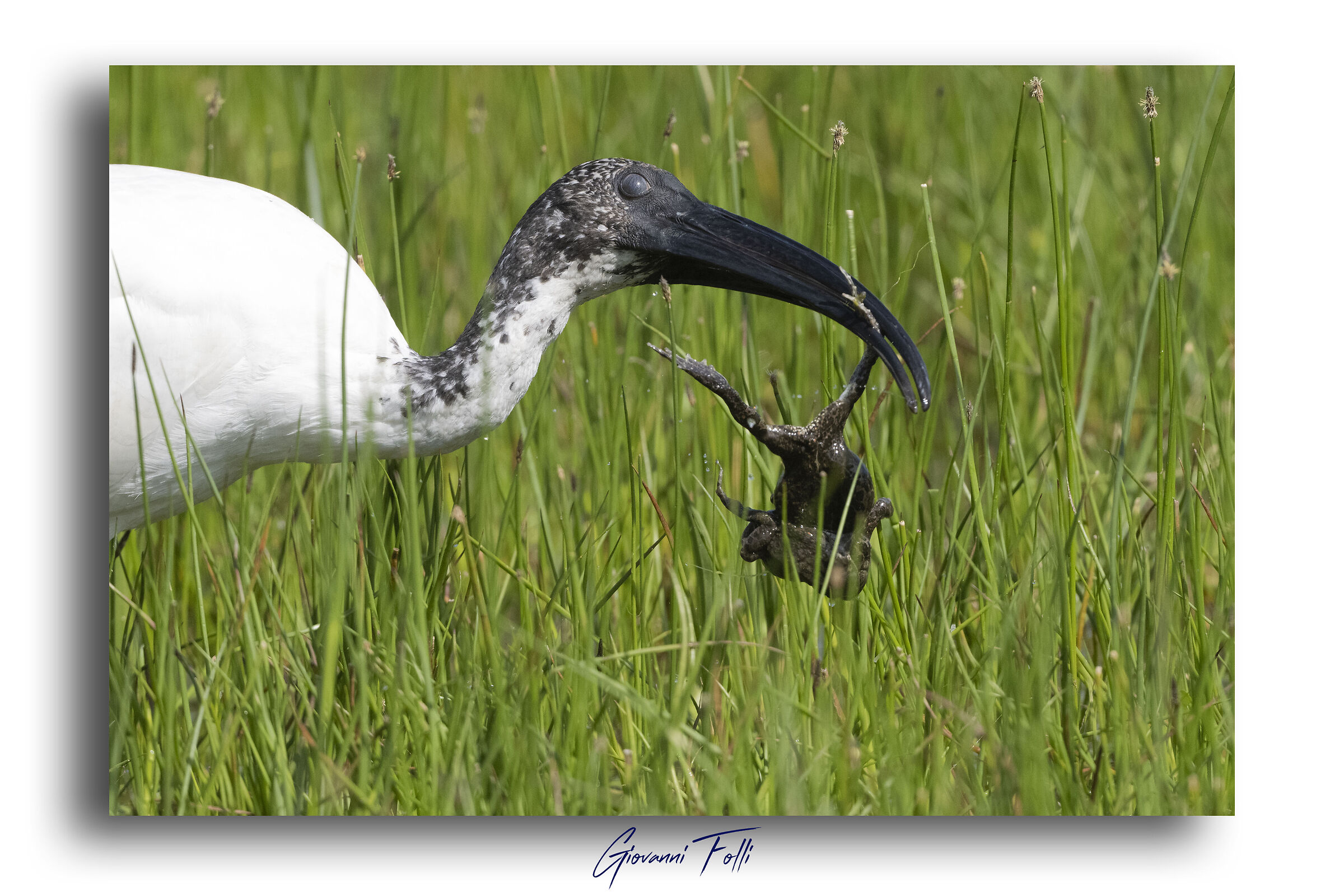 Sacred ibis with prey