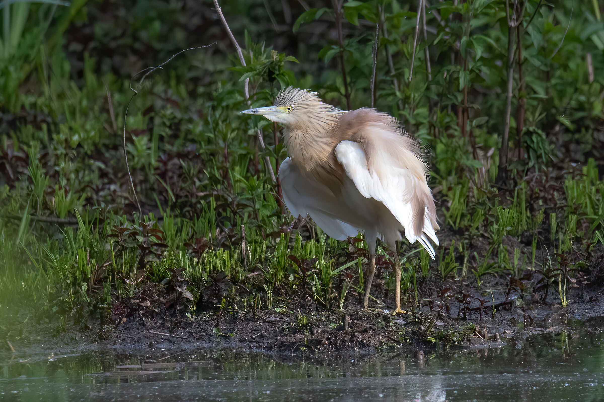 Sgarza ciuffetto(Ardeola ralloides)