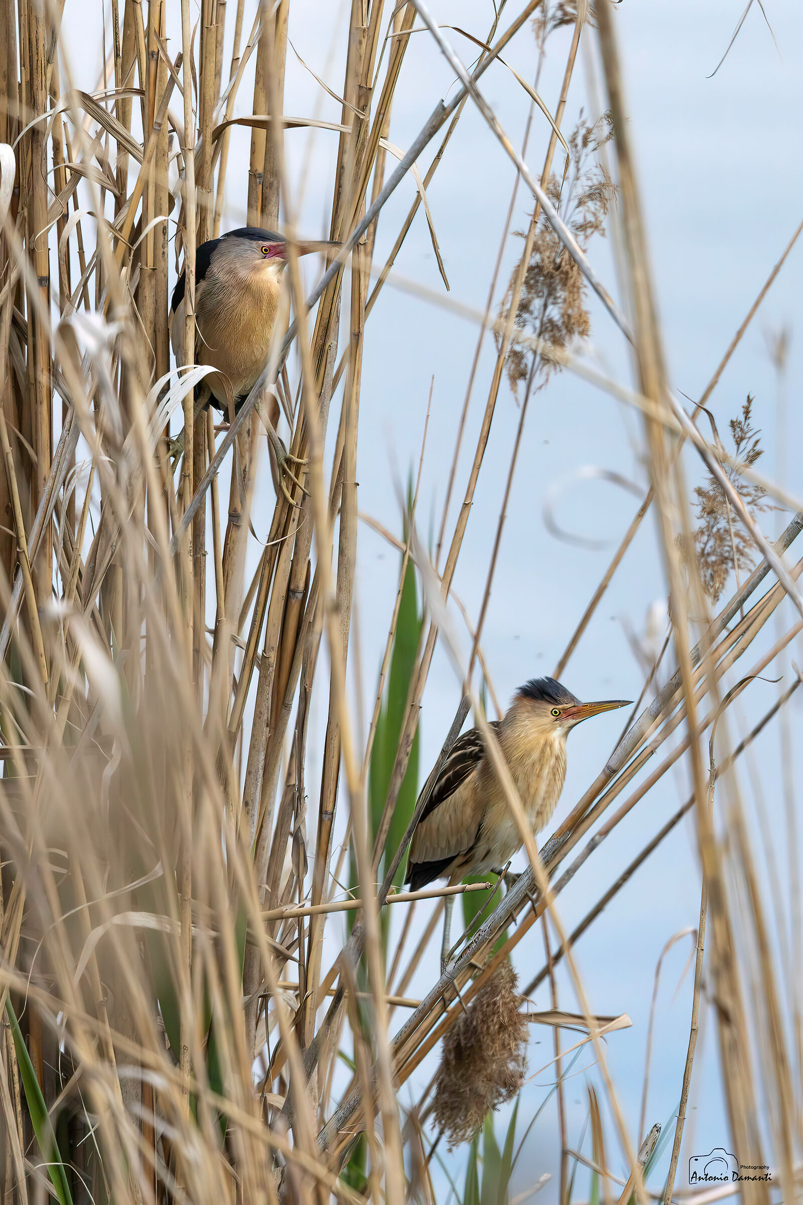 A bittern? No, two.