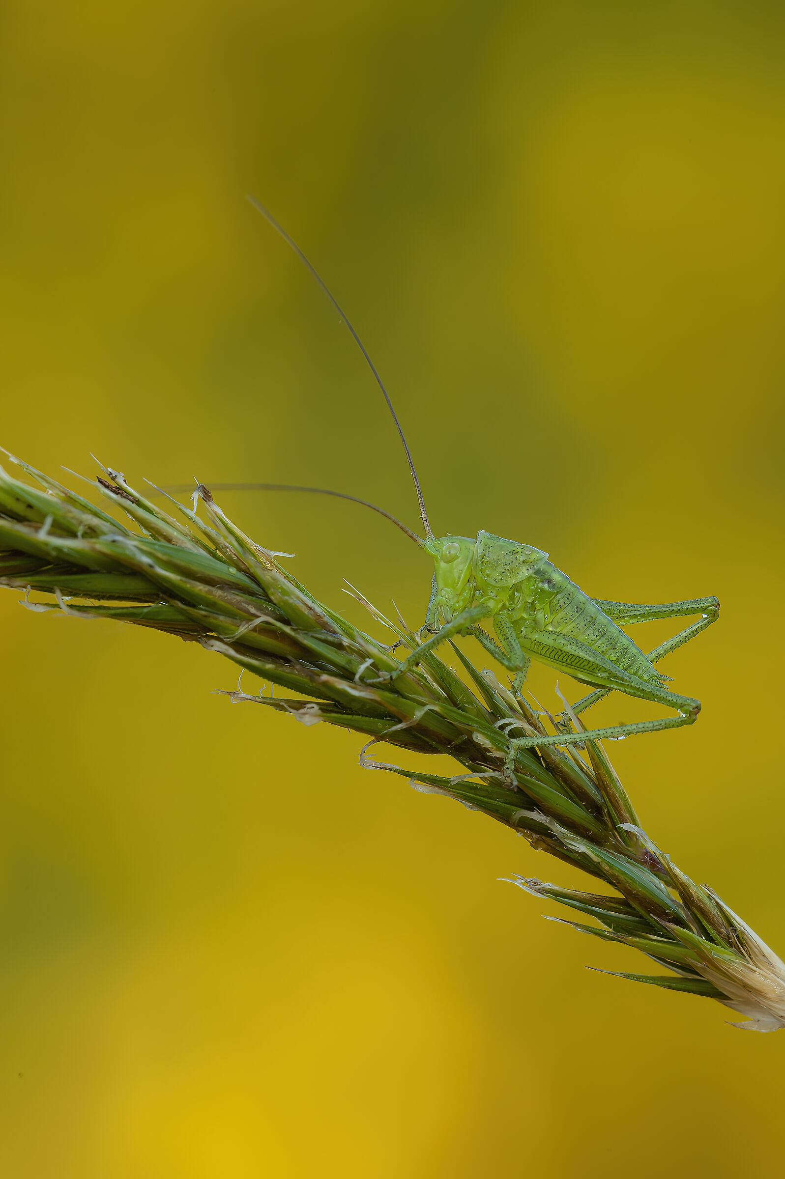 Macro