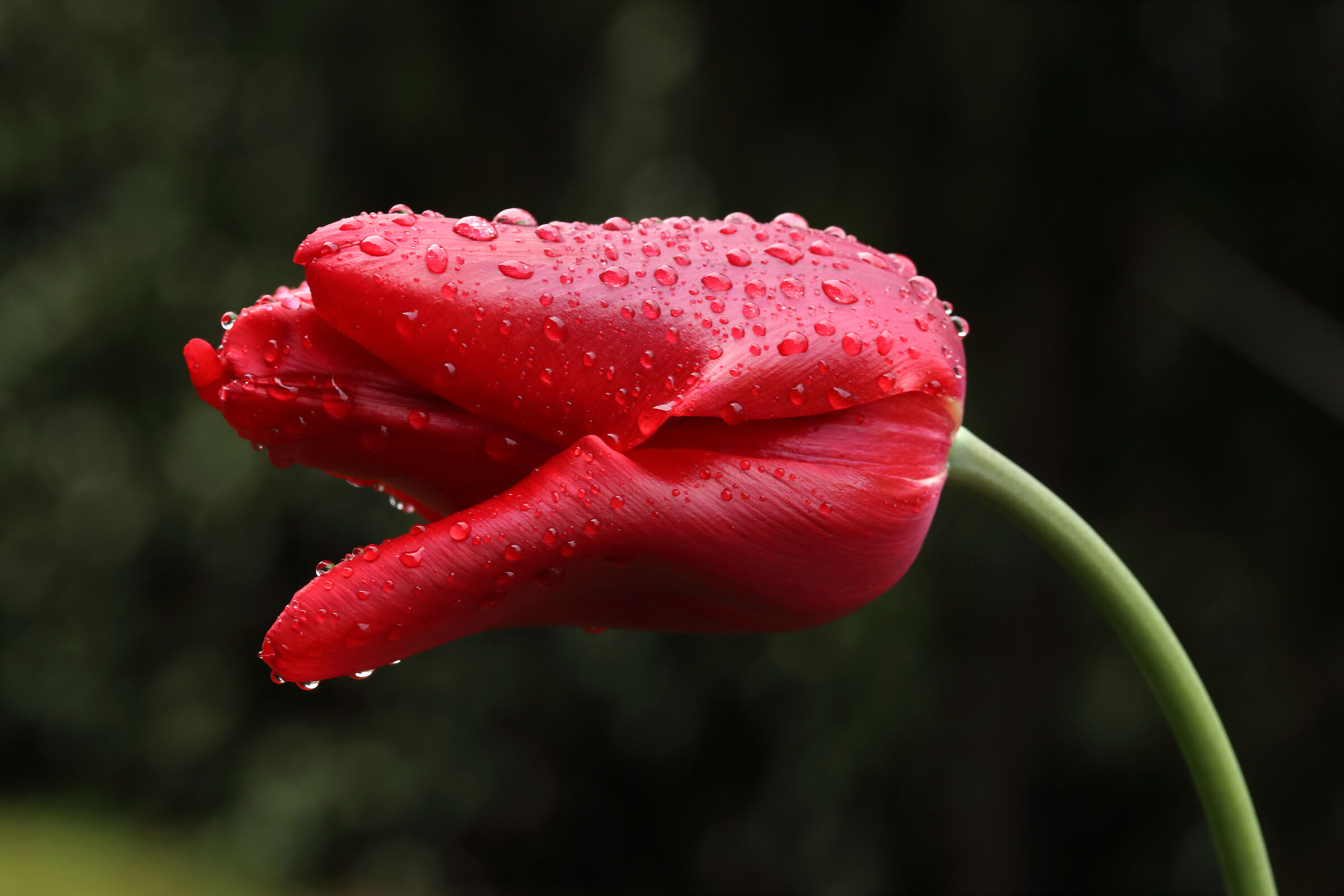 rain on tulips