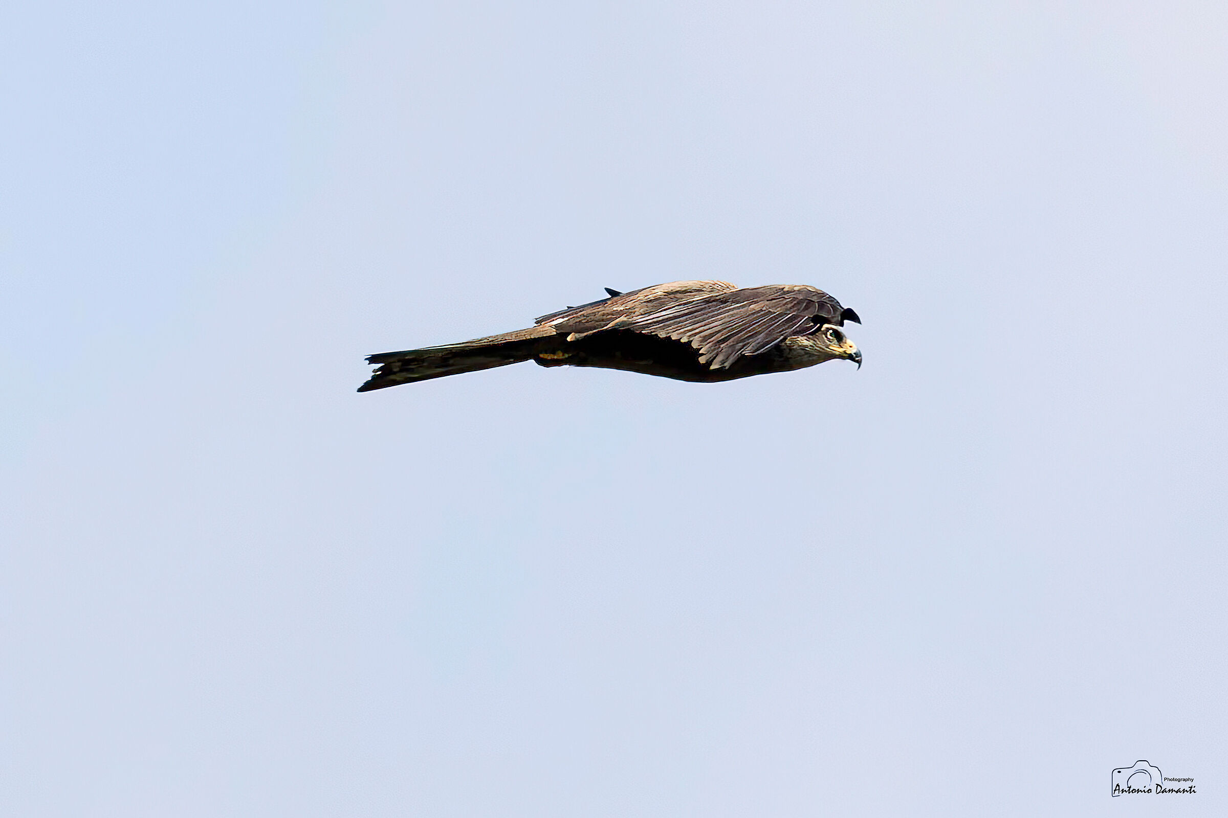 Black kite
