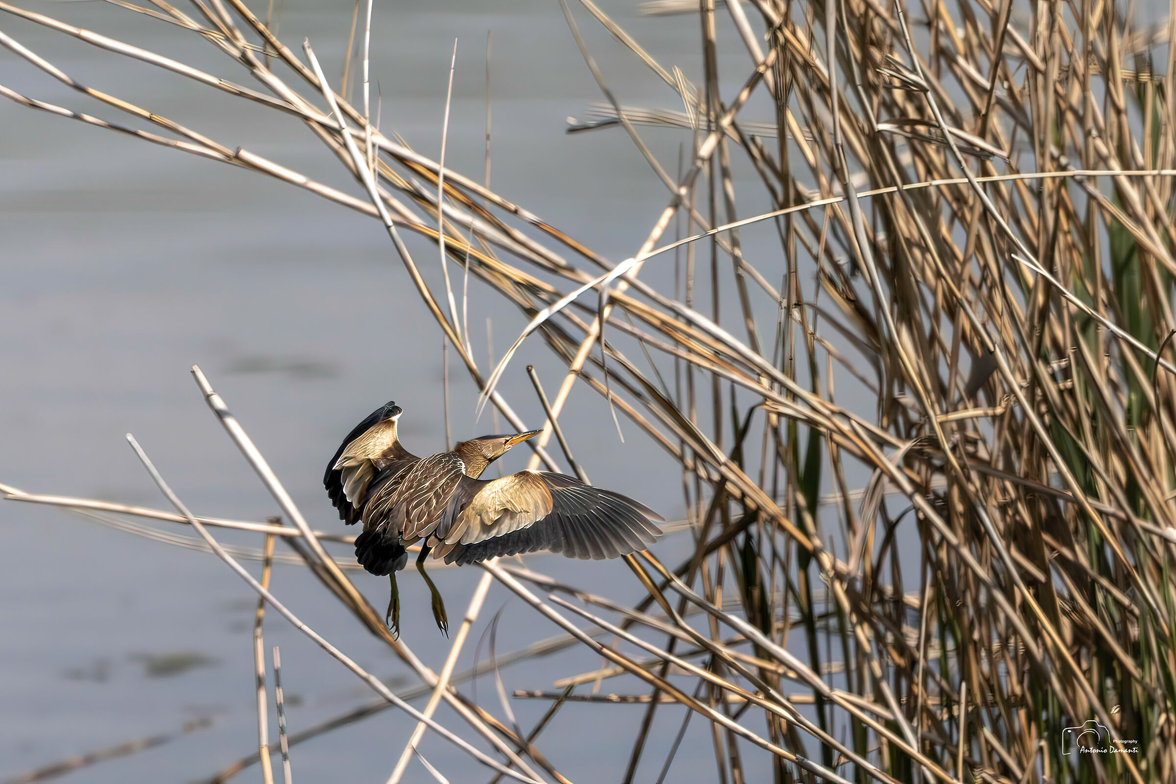 Bittern in flight