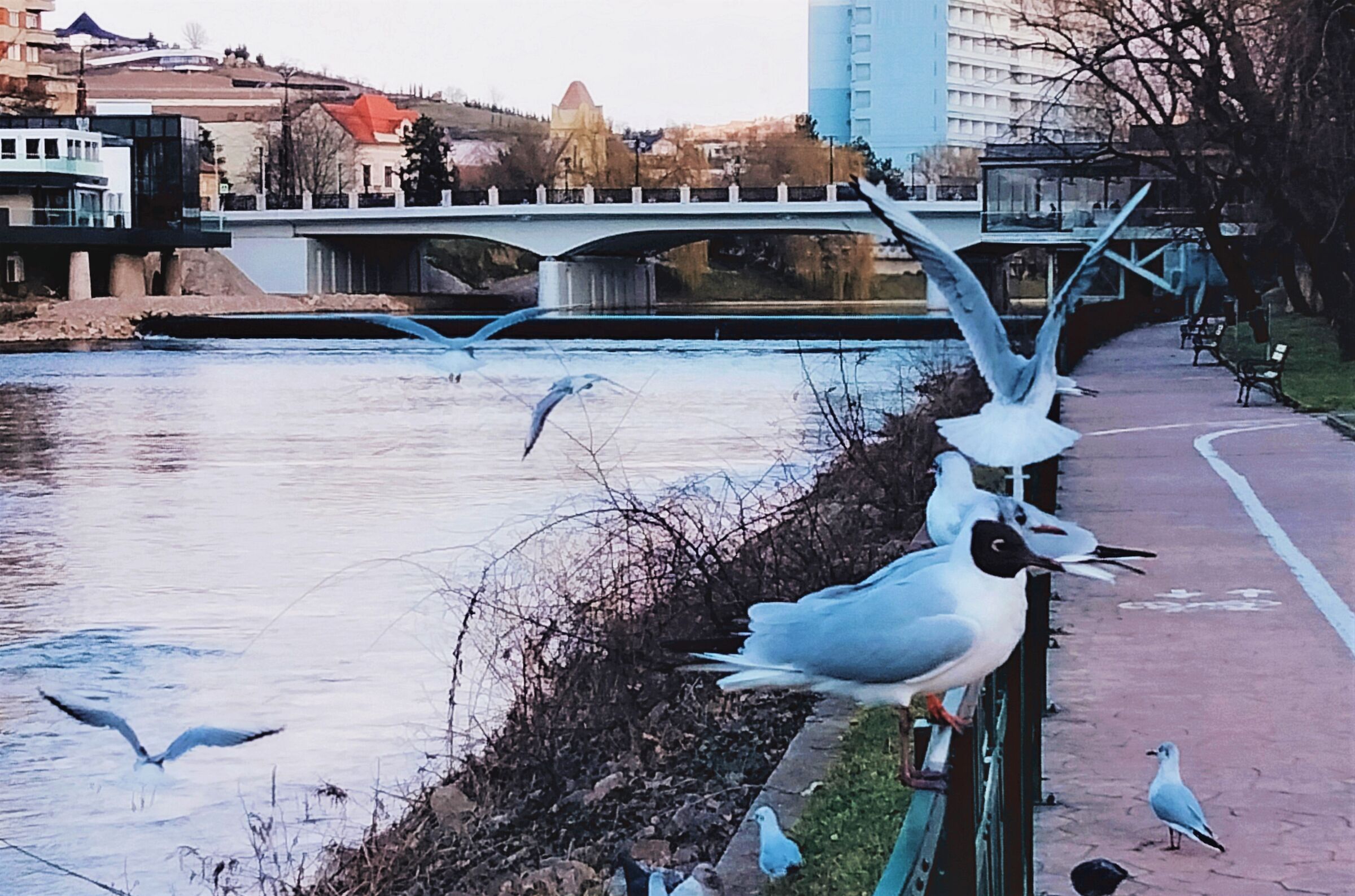 Oradea from West Romania