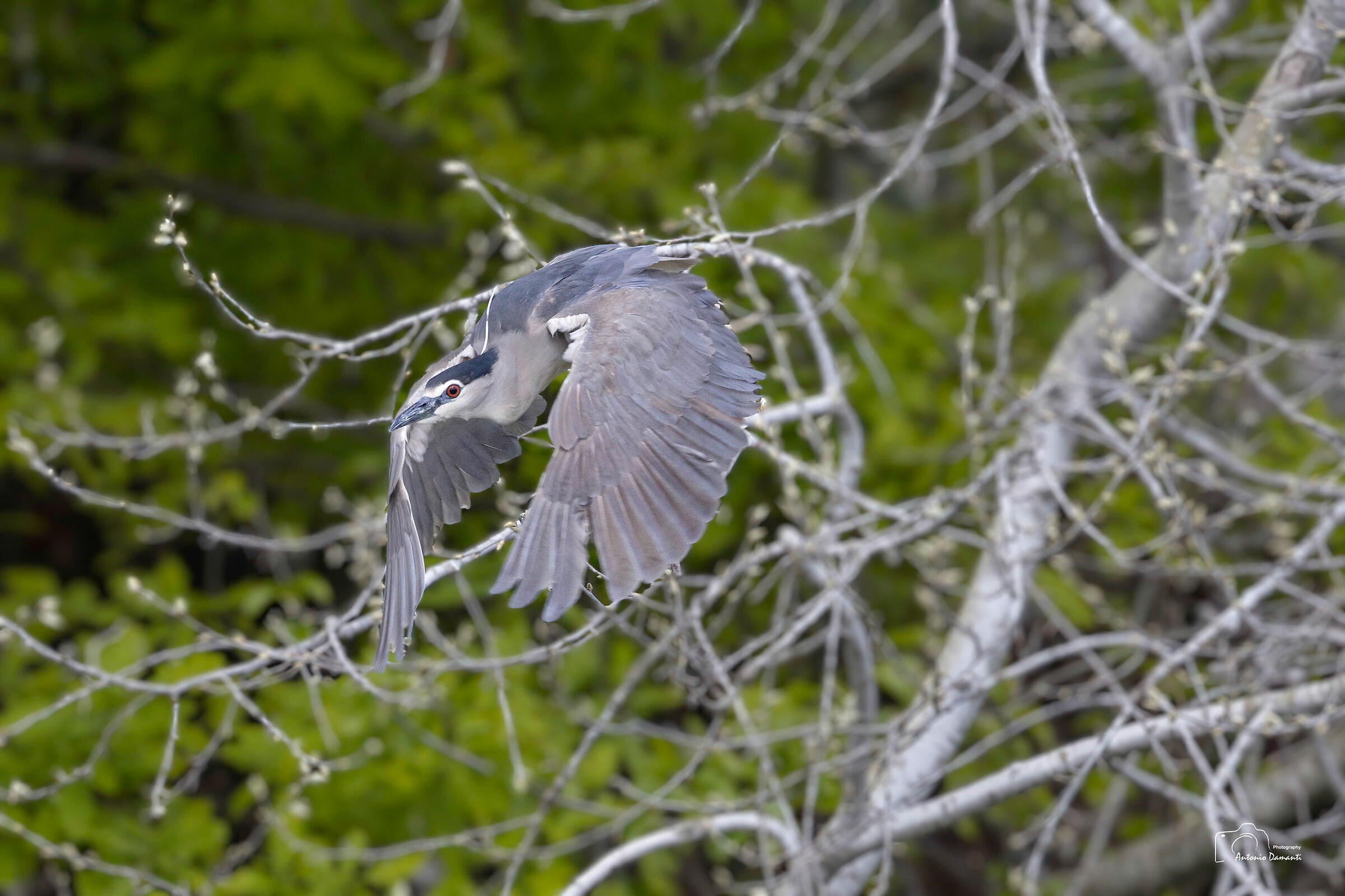 Nitticora in flight