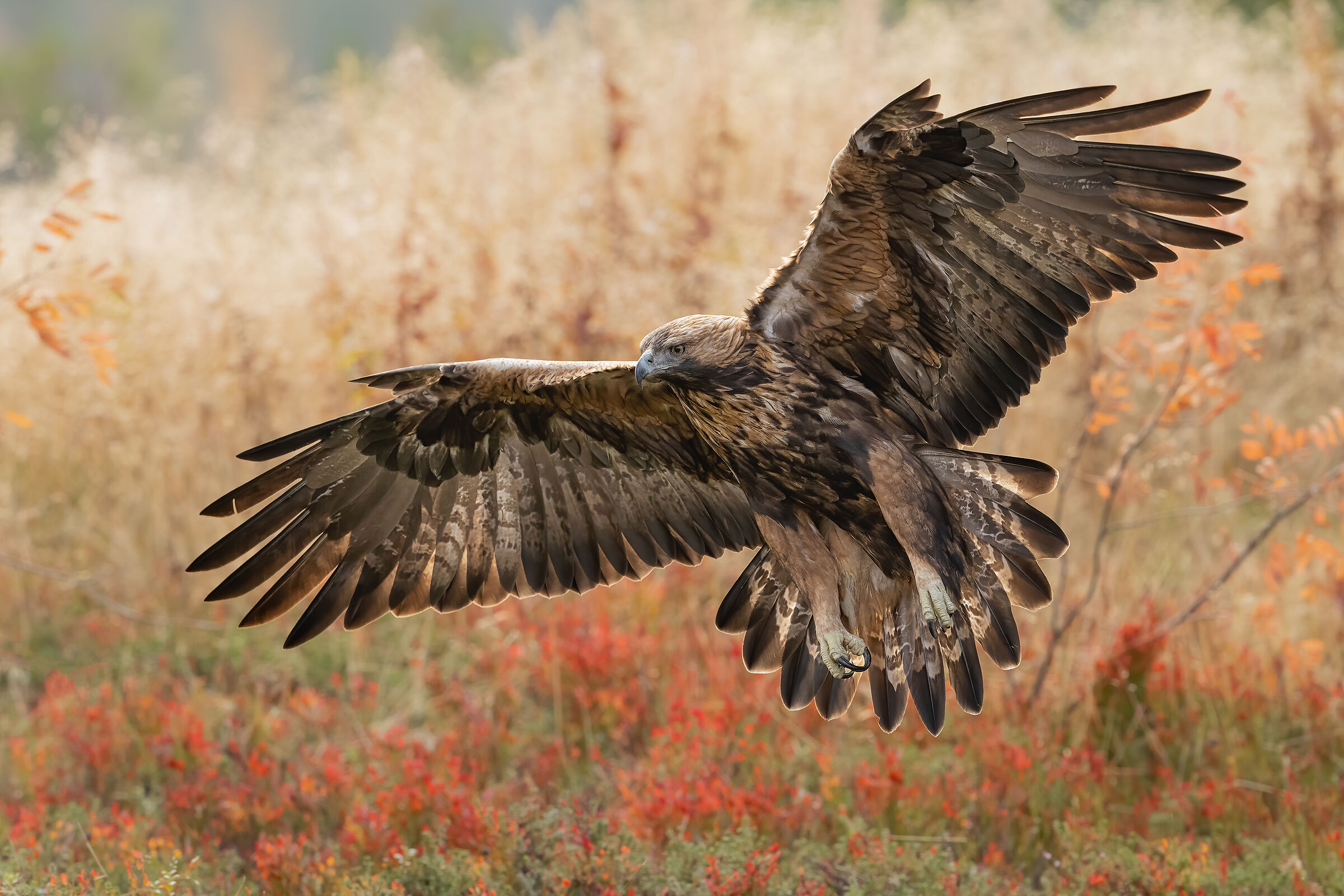 Golden eagle nei colori dell'autunno