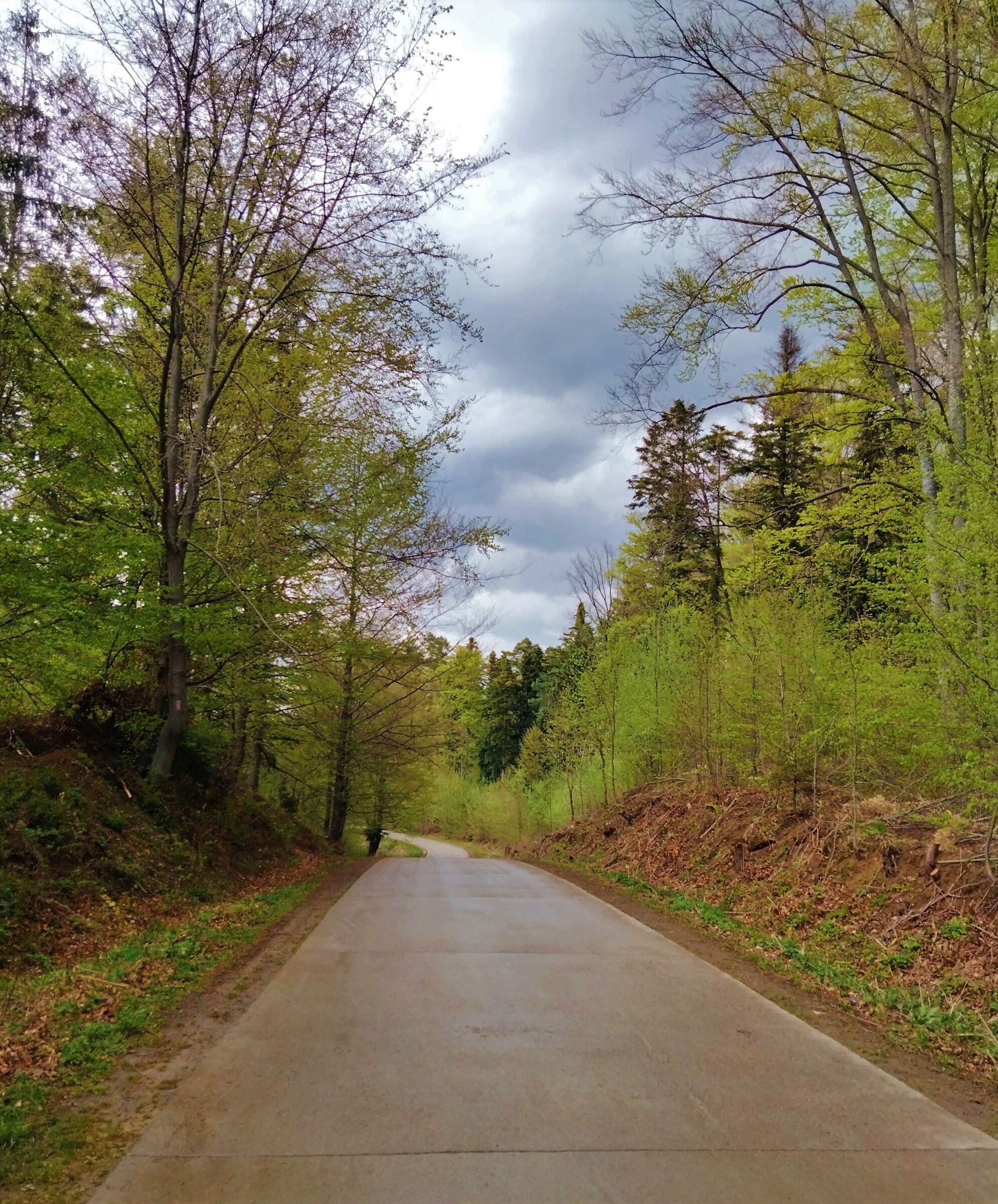 in the wood - North East Romania -