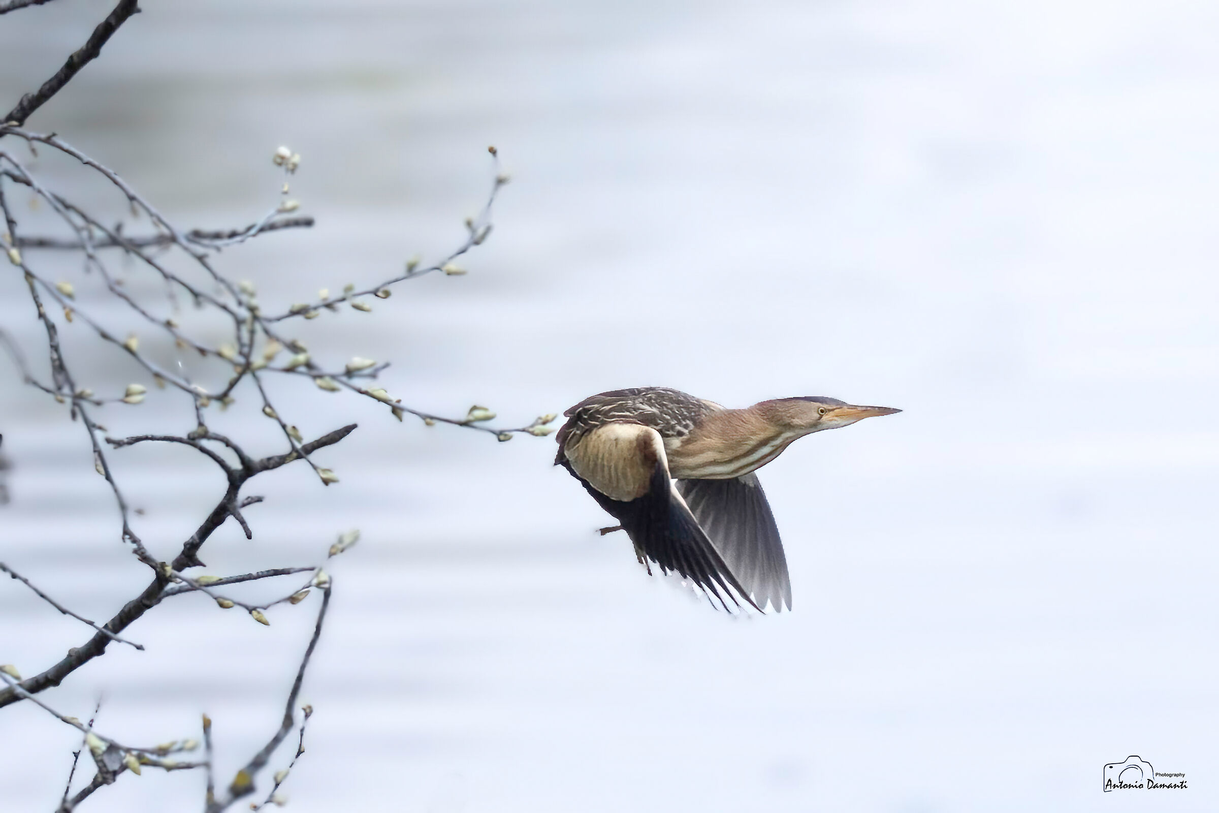 Little bittern... on the run