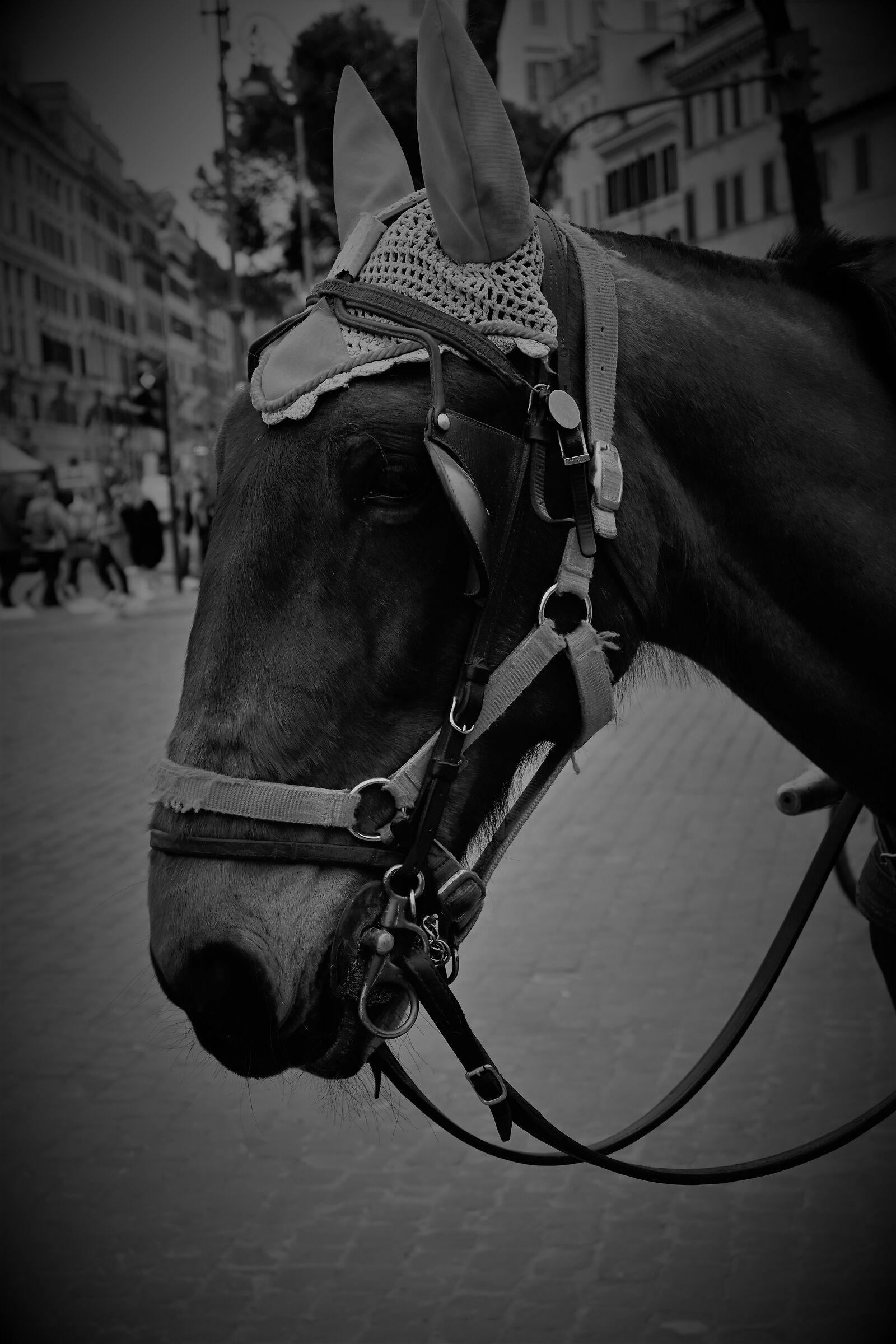 Horse carriage Black and white