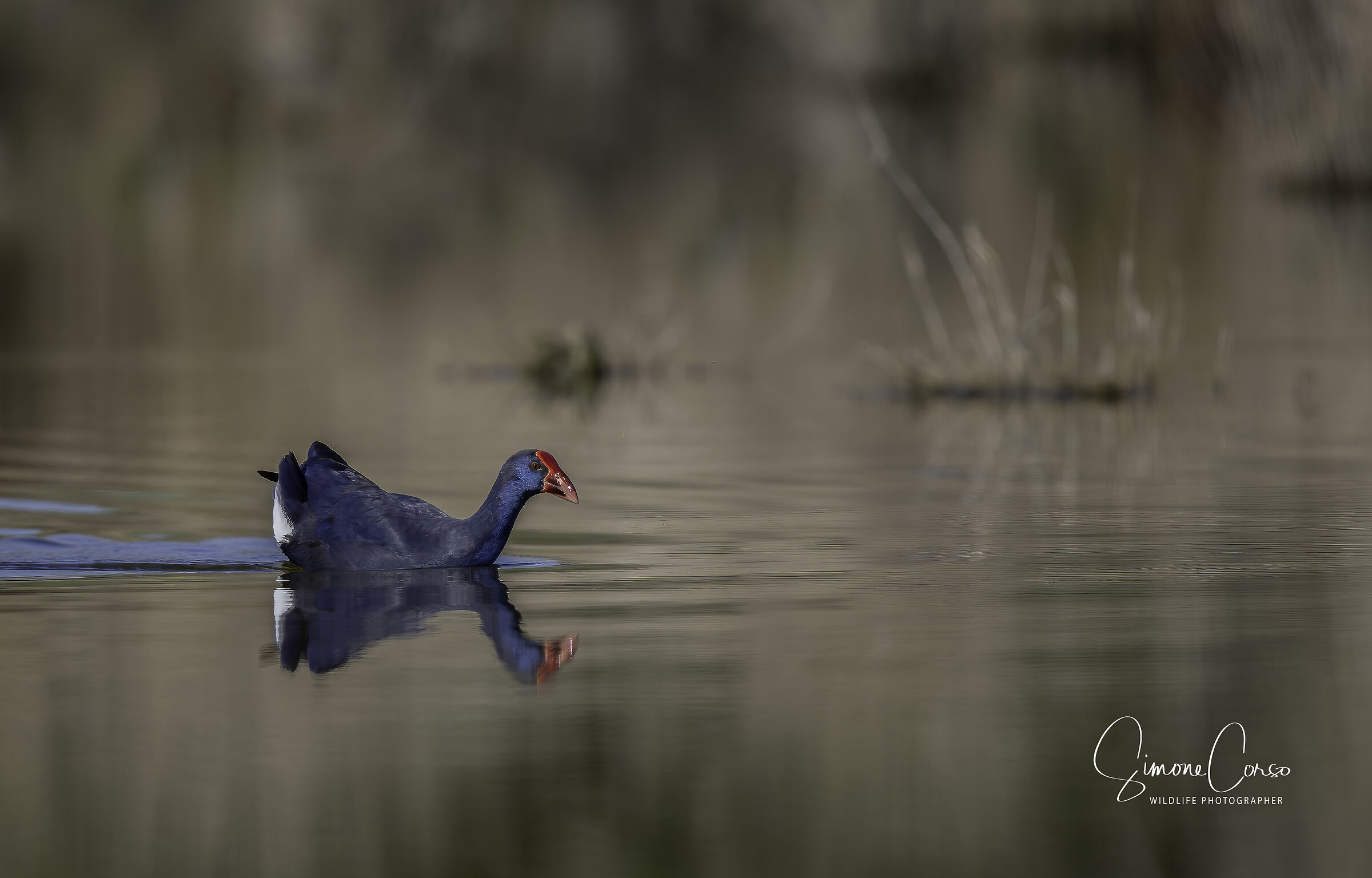 Pollo Sultano - il fantasma della laguna