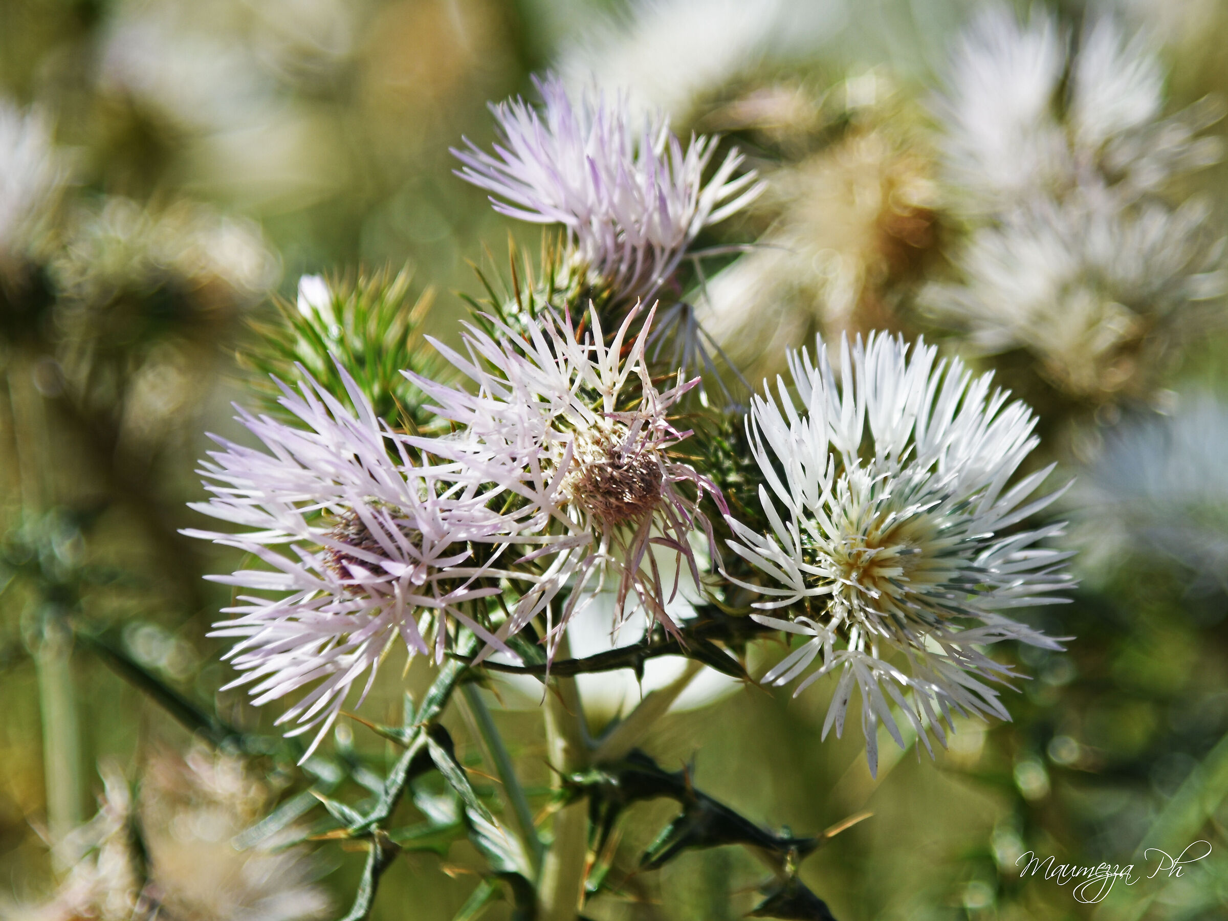 fiori di spine
