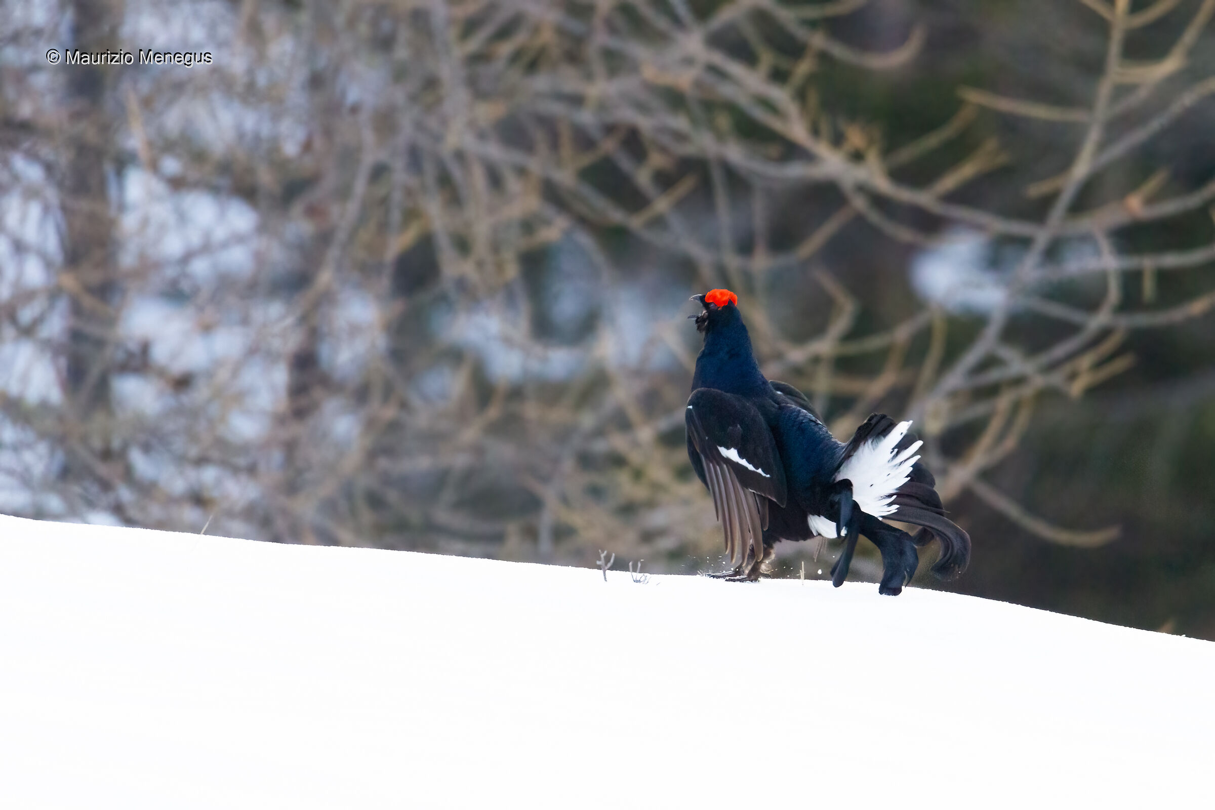 Gallo Forcello o Fagiano di monte