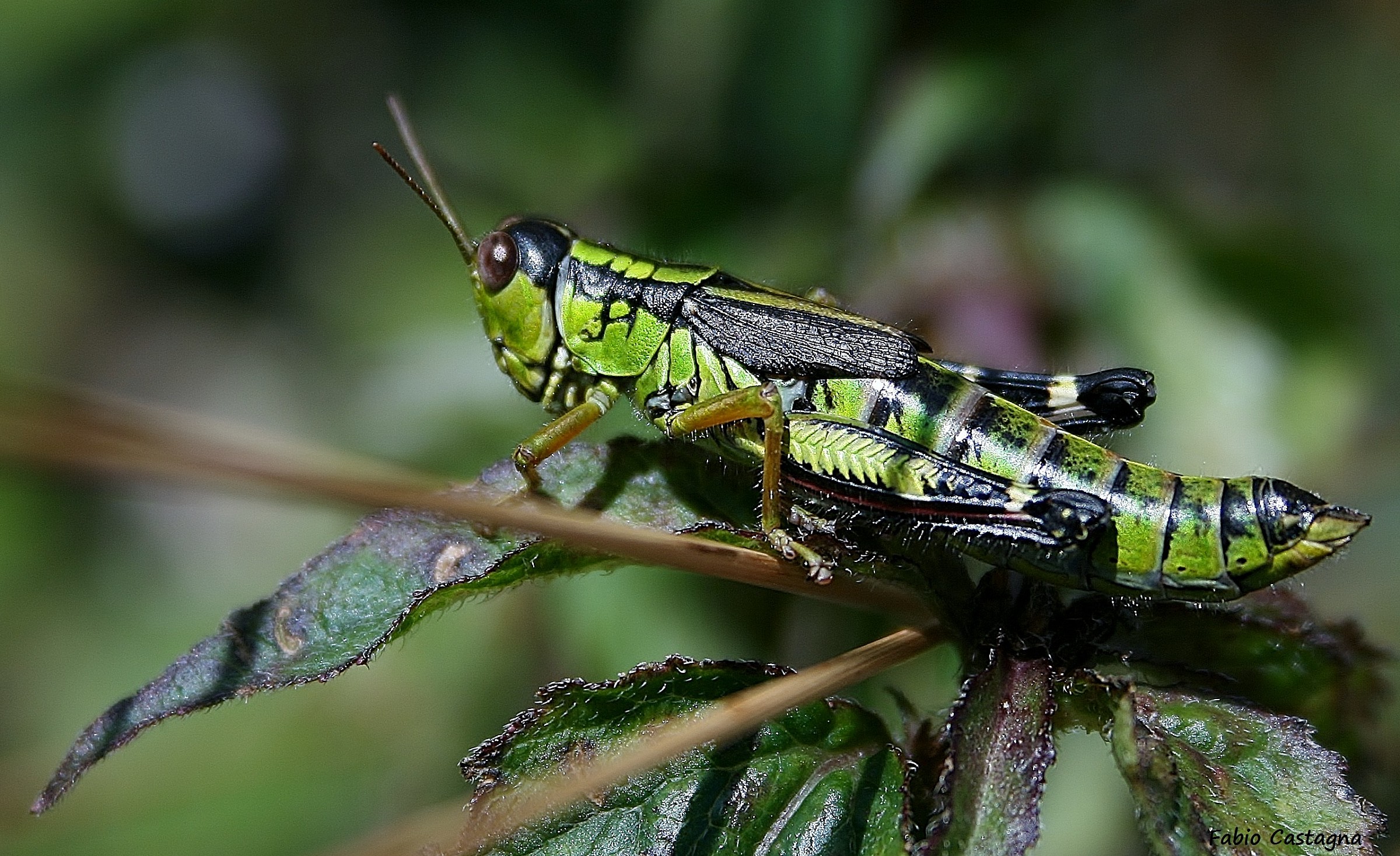 Grasshopper