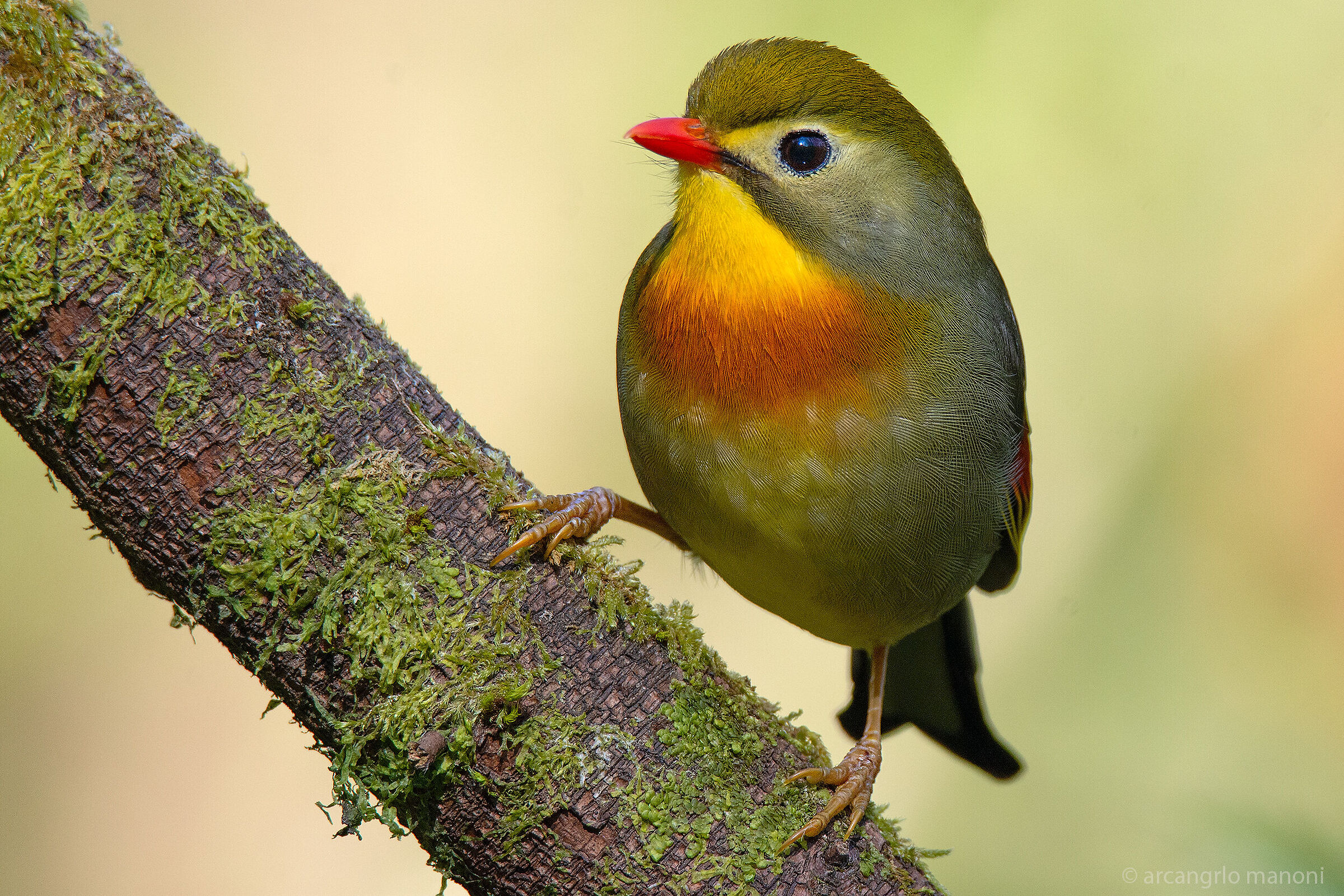 The imported nightingale