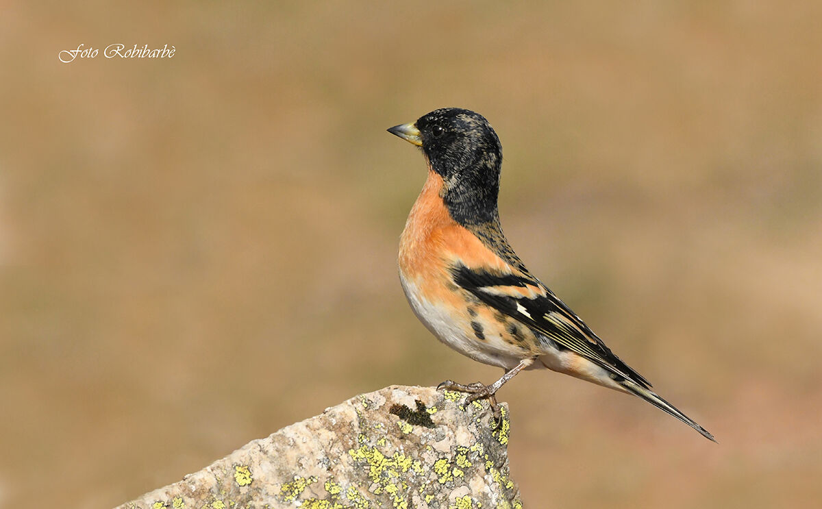 La Peppola impettita...