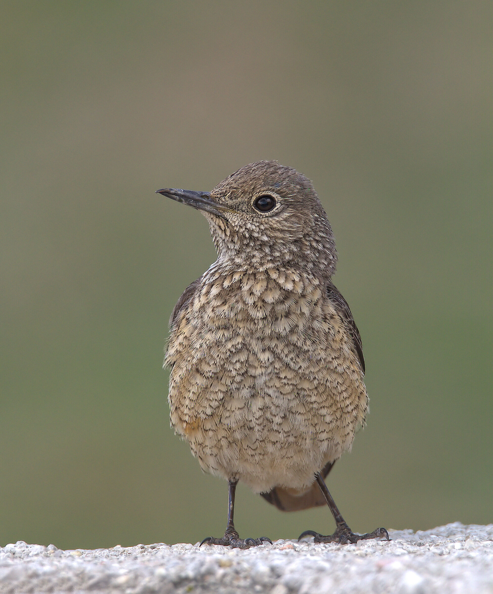Redstart female