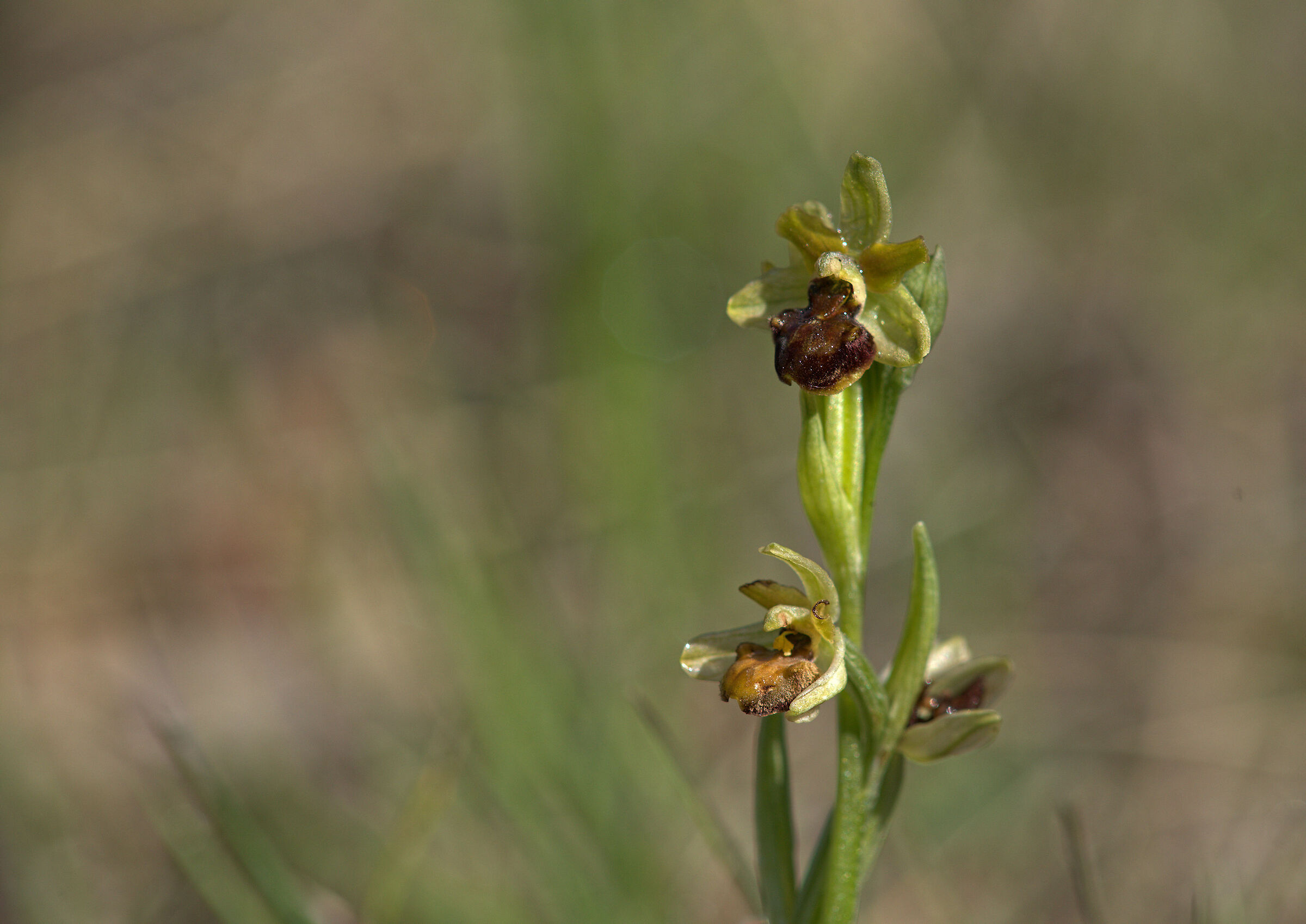 Ophrys sphegoides