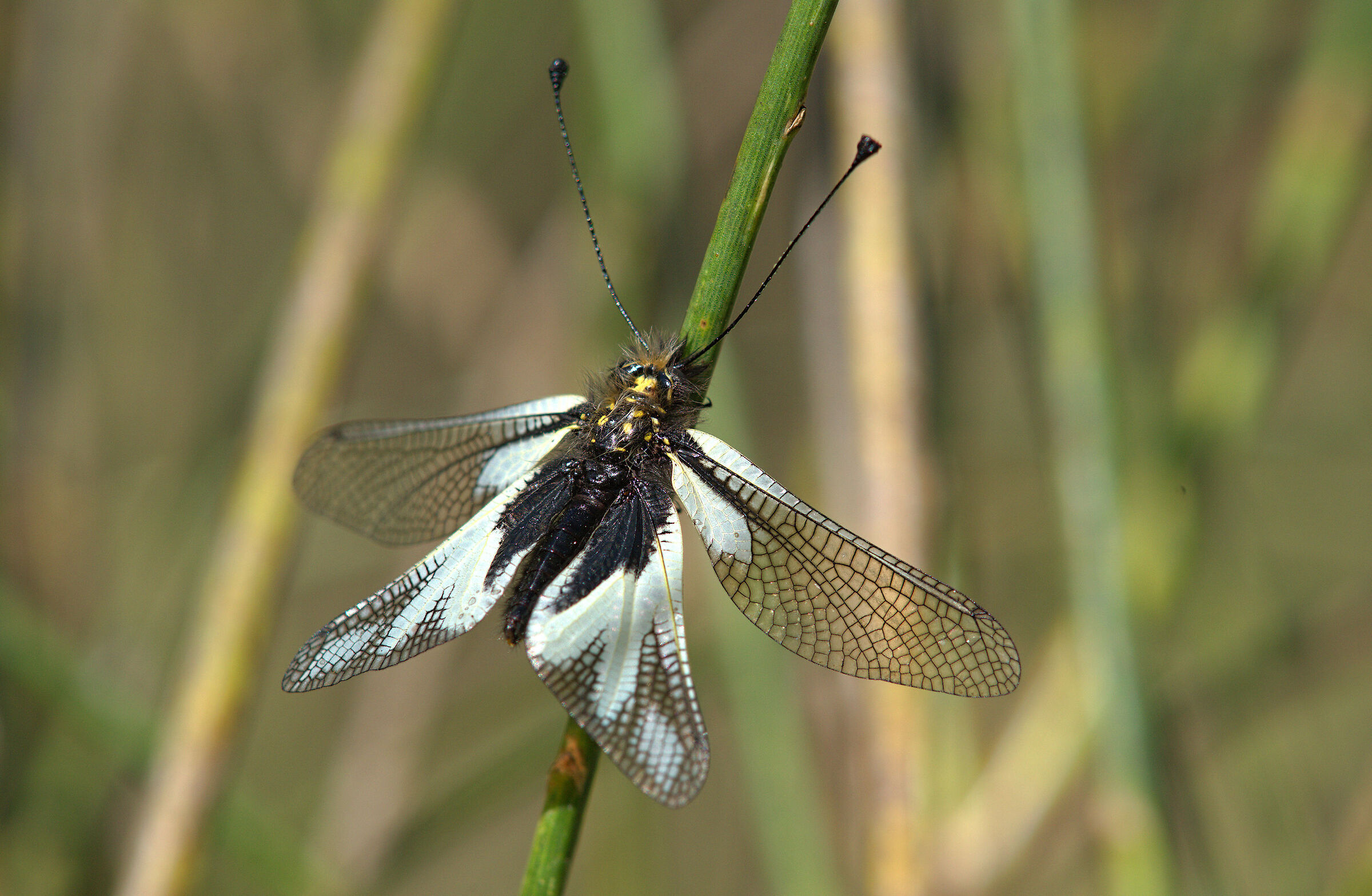 Libelloides coccajus