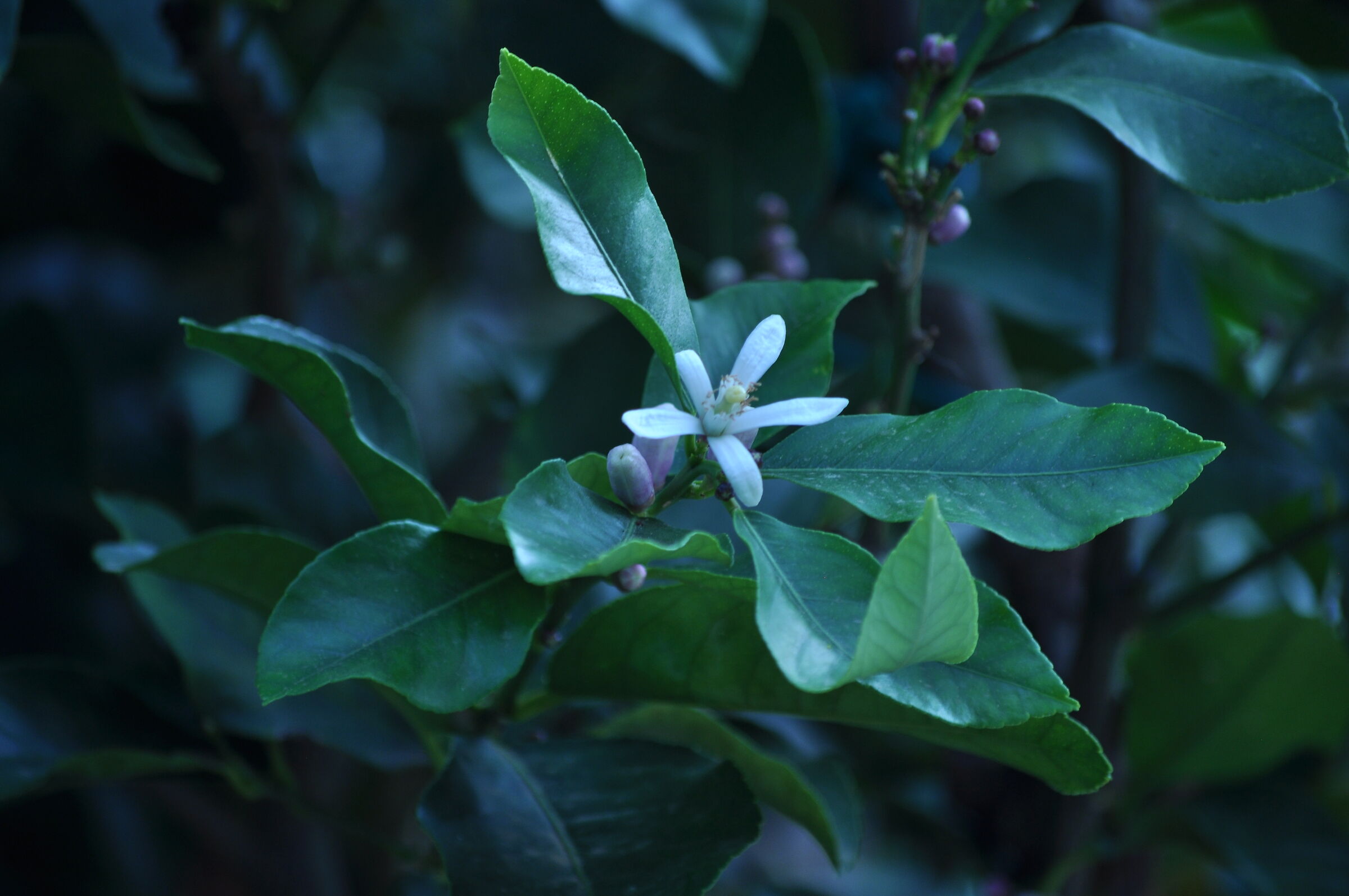 Lemon Flower