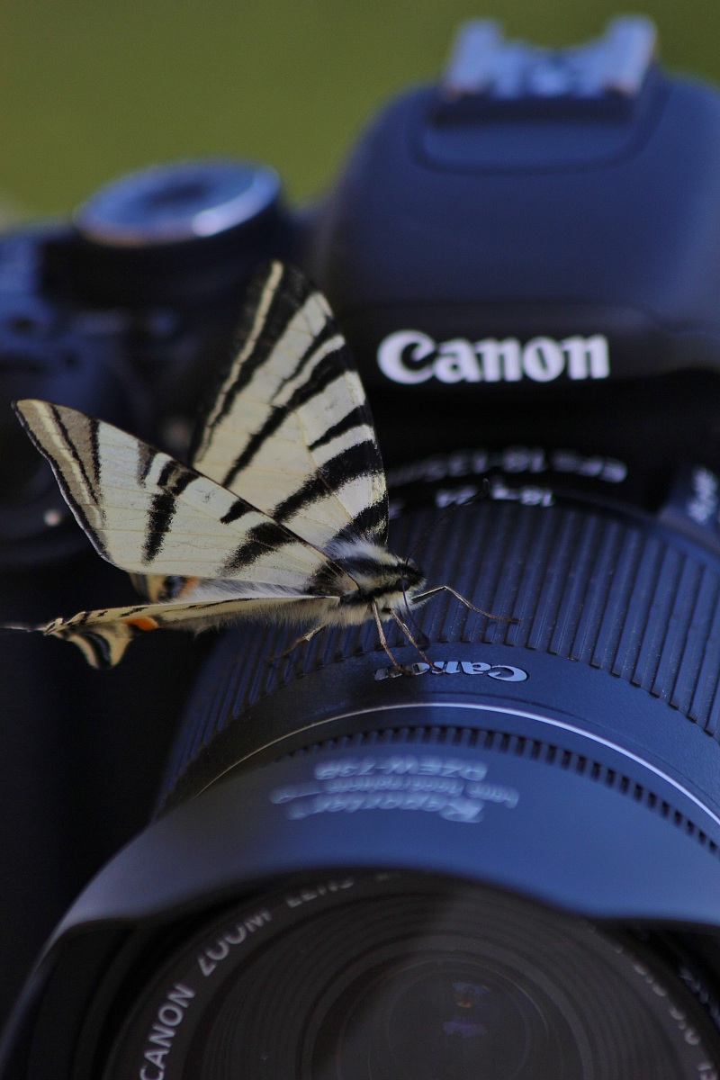 The swallowtail joker!