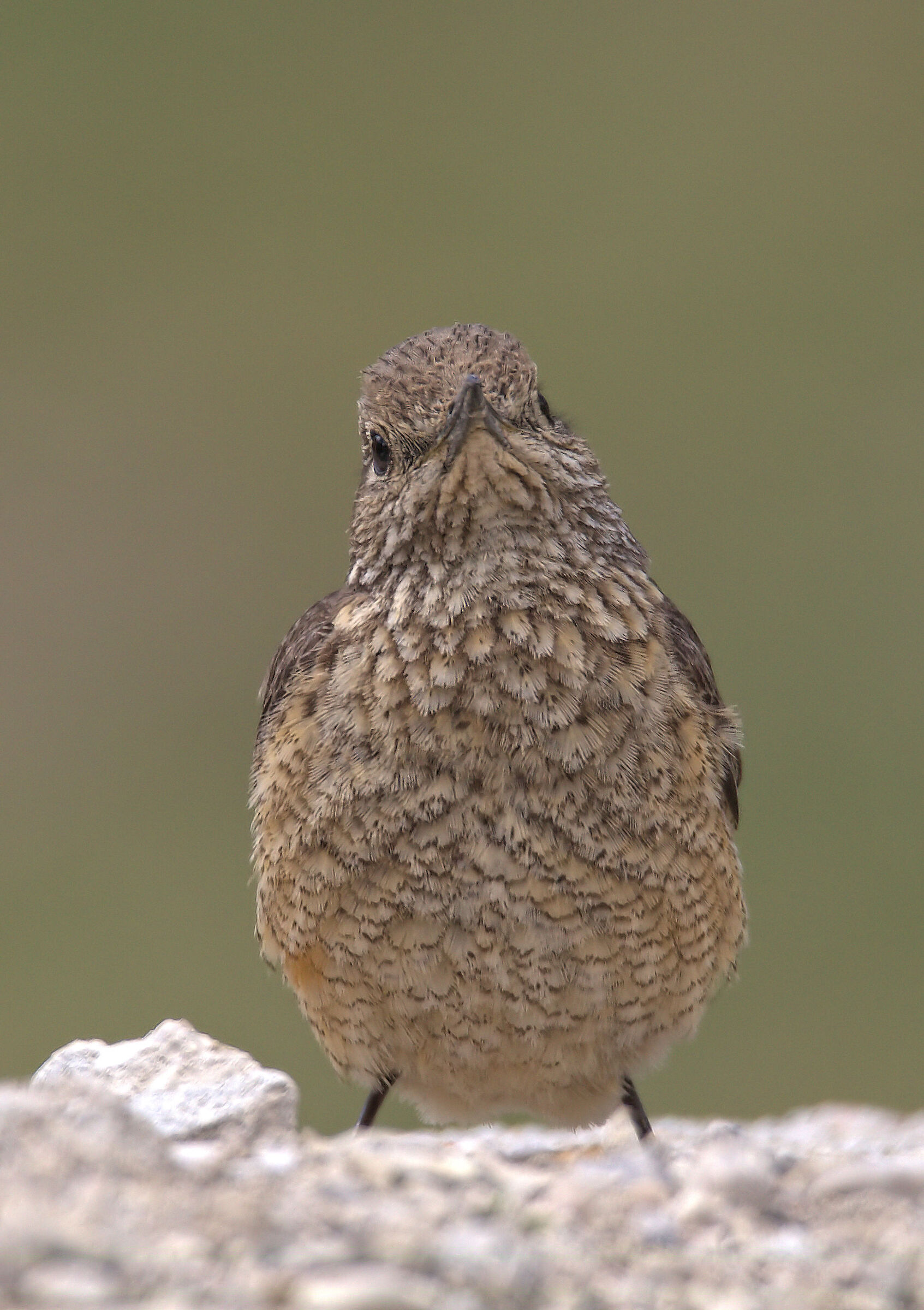 Redstart female