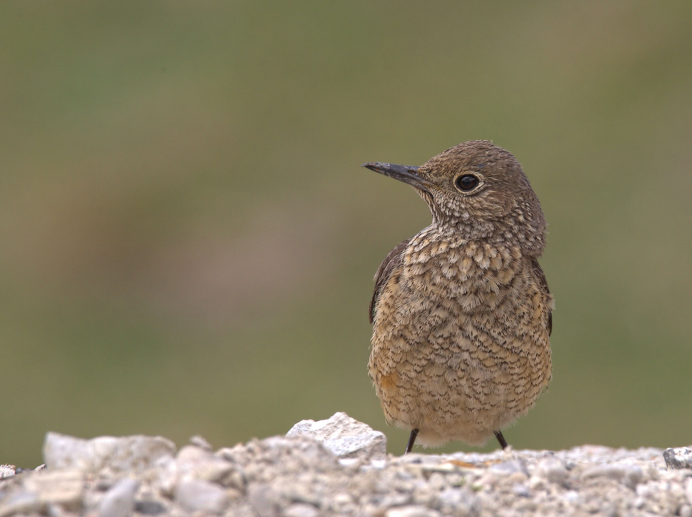 Redstart female