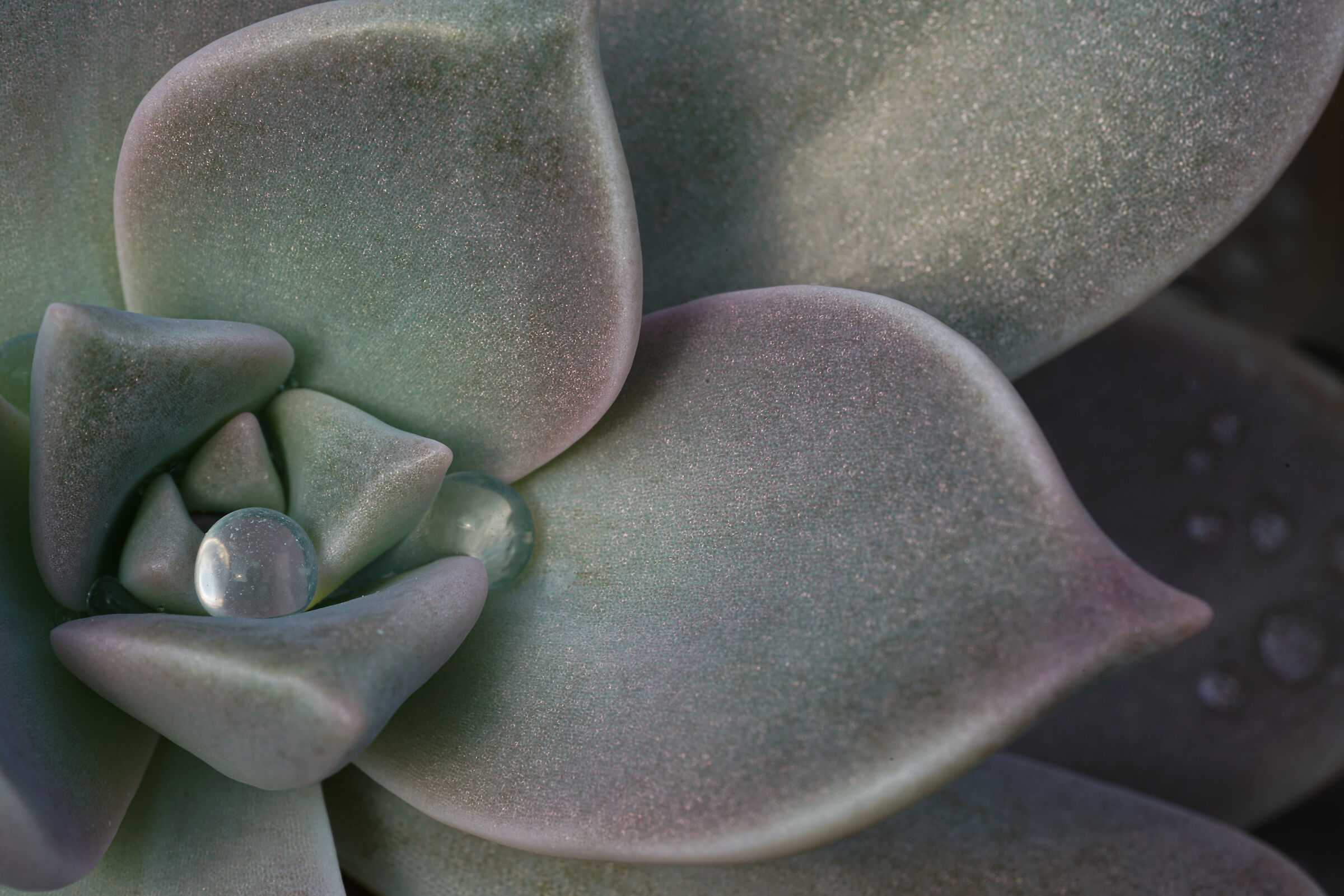 Graptopetalum paraguayense