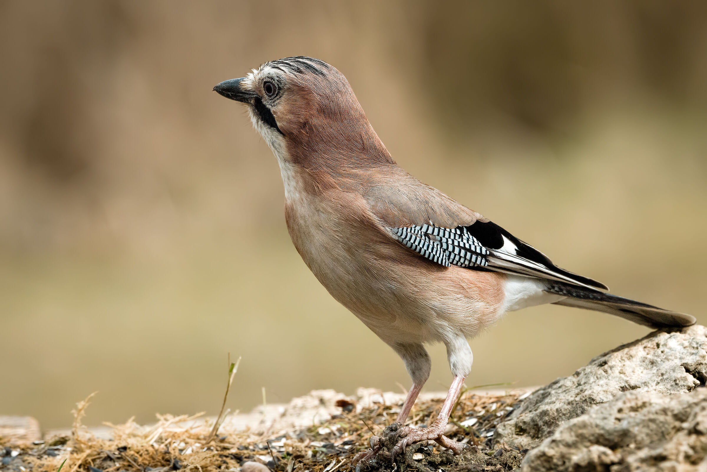 Jay