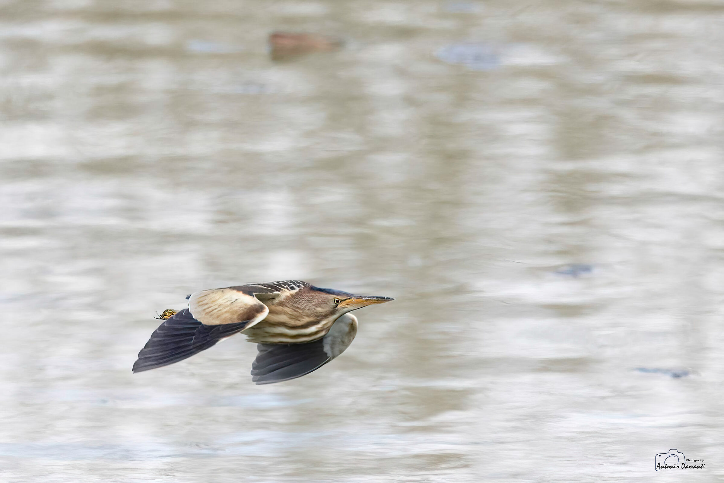 Bittern in flight