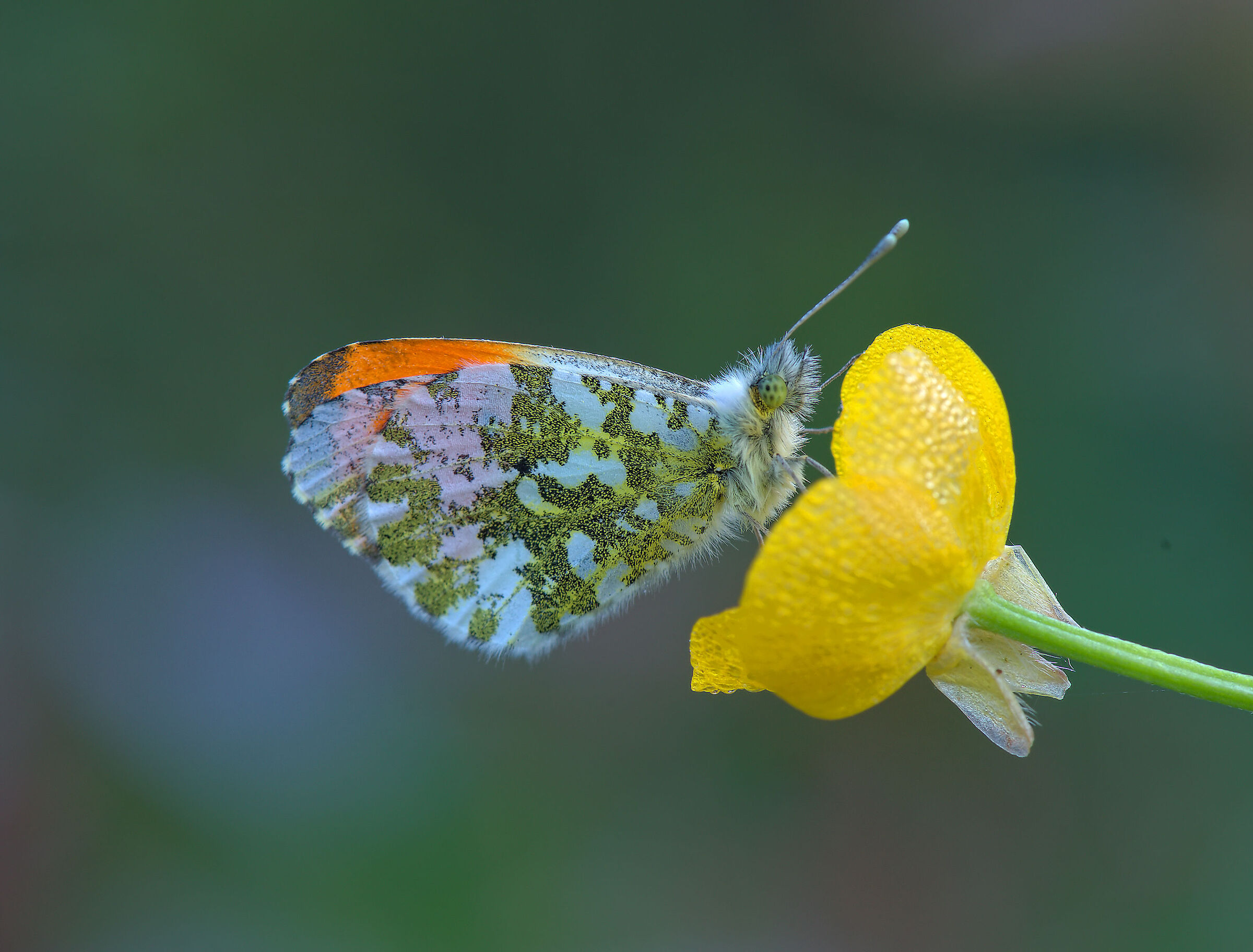 Anthocharis cardamines male